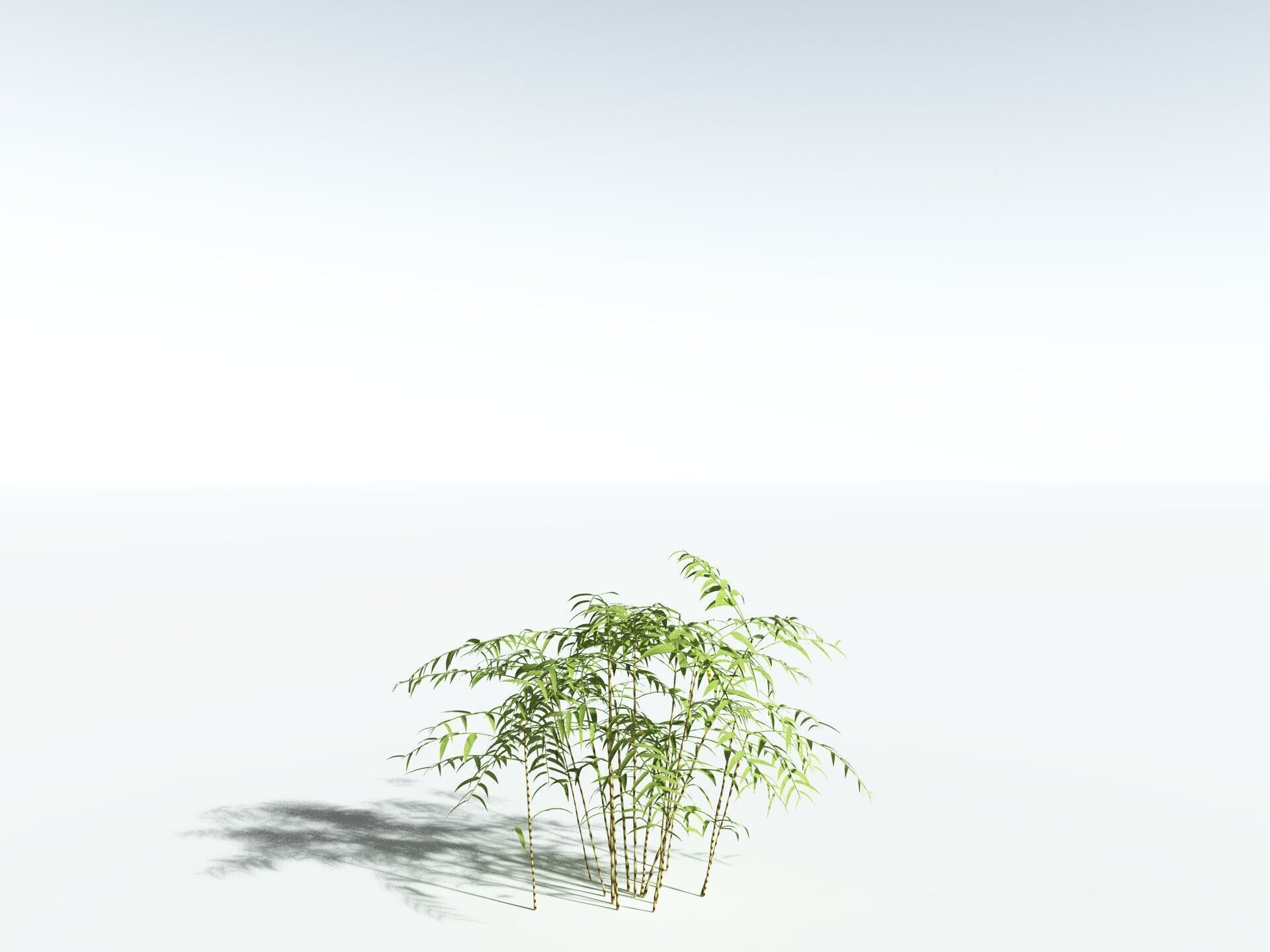 EVERYPlant Common Bamboo LowPoly Low-poly 3D model_24
