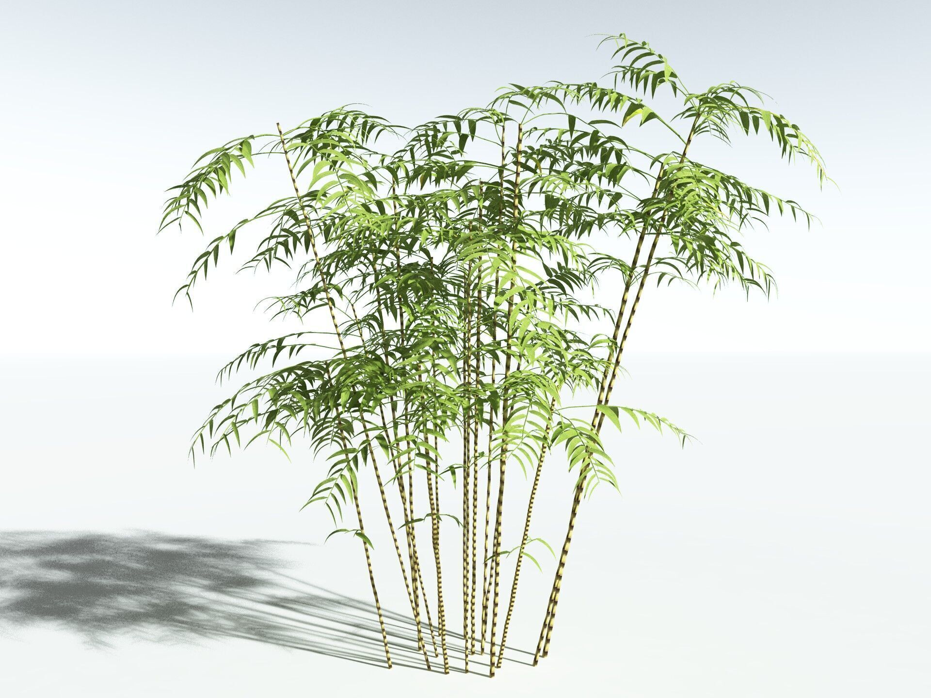 EVERYPlant Common Bamboo LowPoly Low-poly 3D model_8