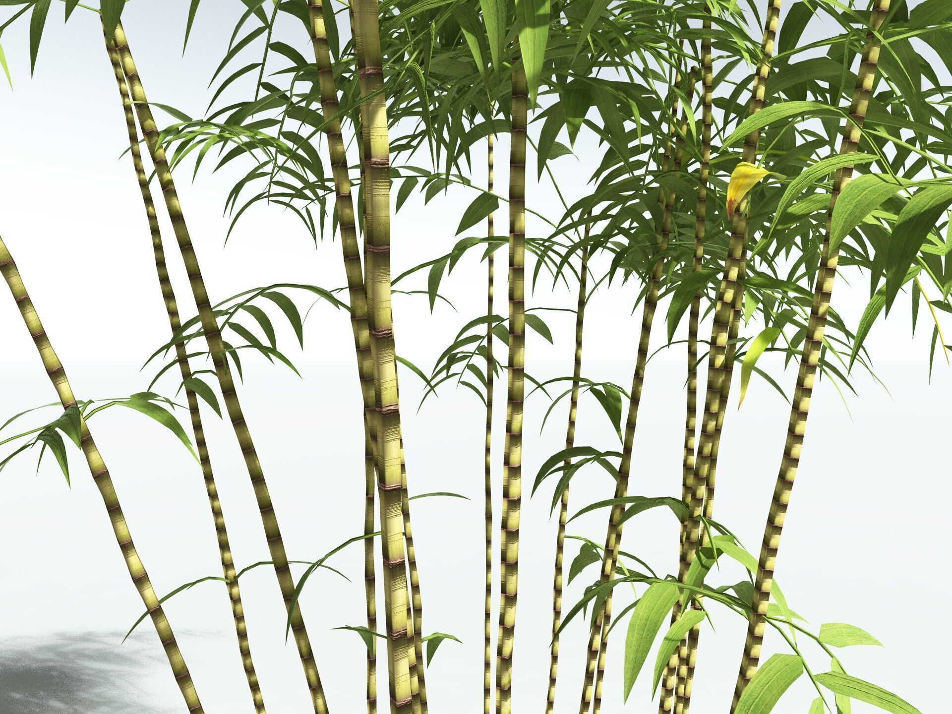 EVERYPlant Common Bamboo LowPoly Low-poly 3D model_1