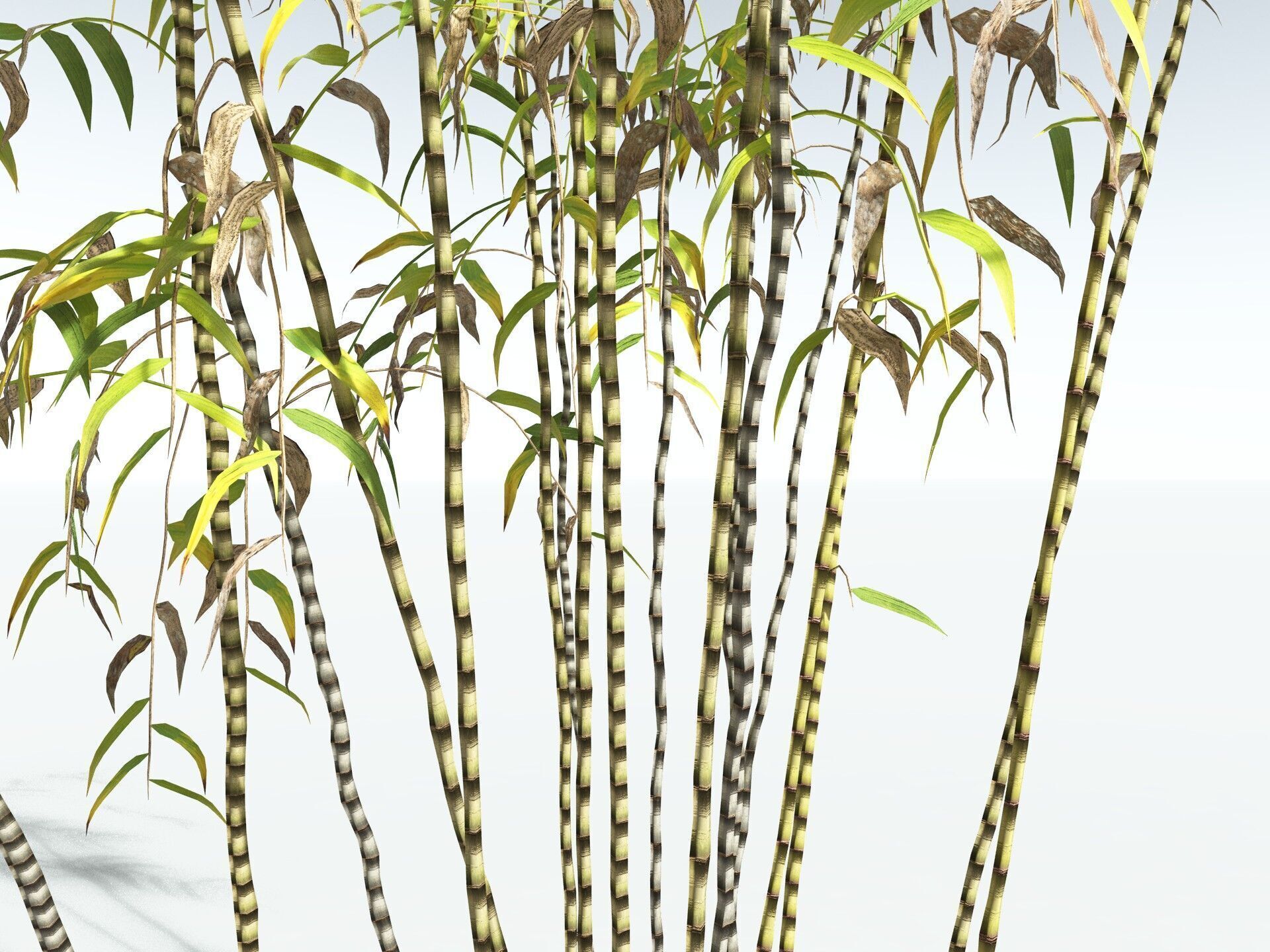 EVERYPlant Common Bamboo LowPoly Low-poly 3D model_17