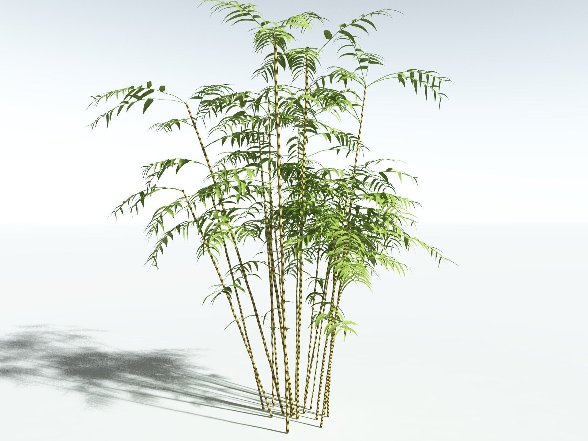 EVERYPlant Common Bamboo LowPoly Low-poly 3D model_10