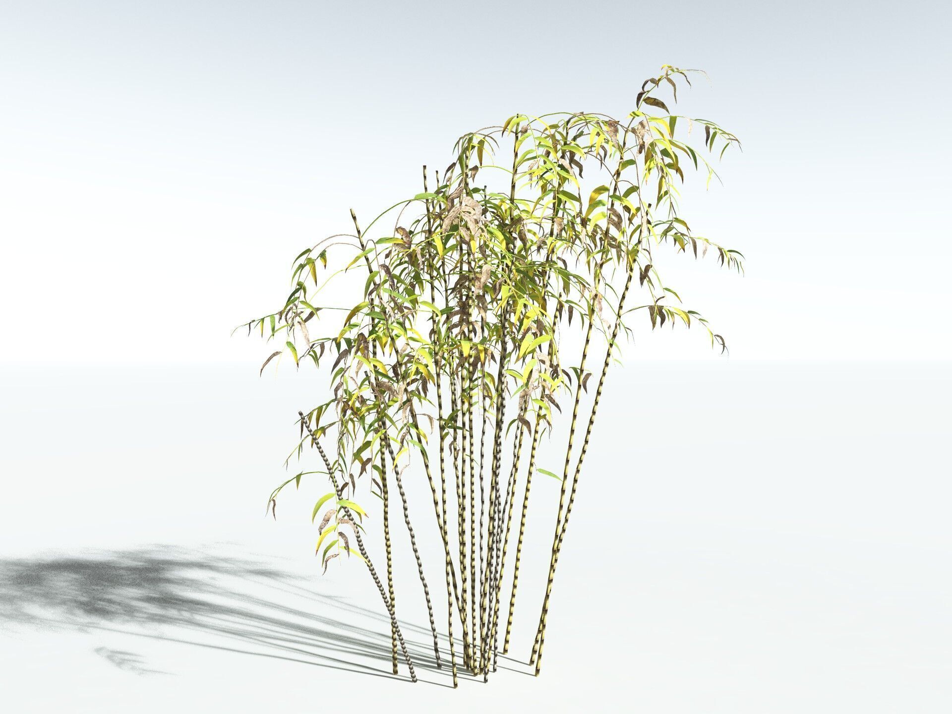 EVERYPlant Common Bamboo LowPoly Low-poly 3D model_16