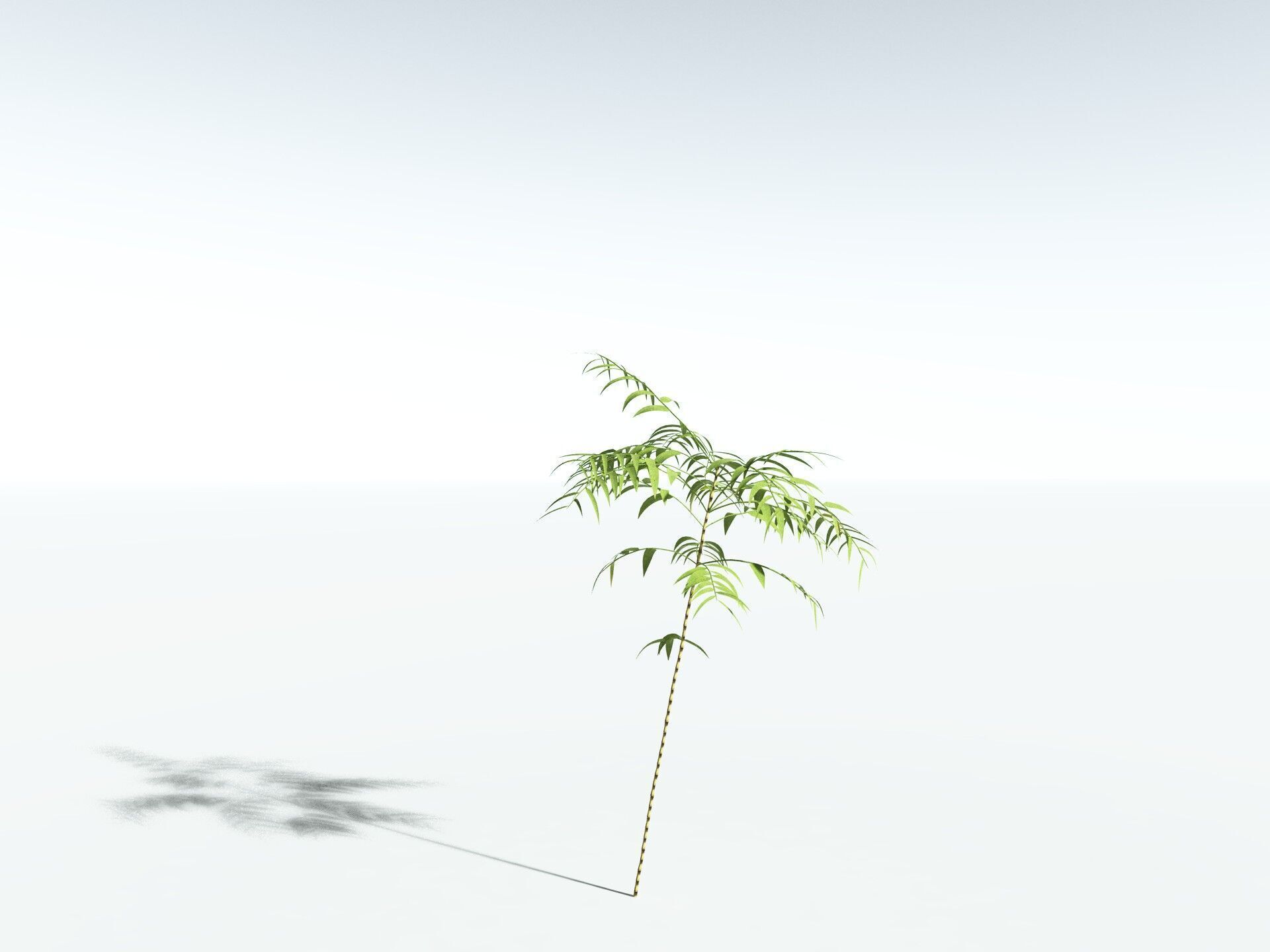 EVERYPlant Common Bamboo LowPoly Low-poly 3D model_30