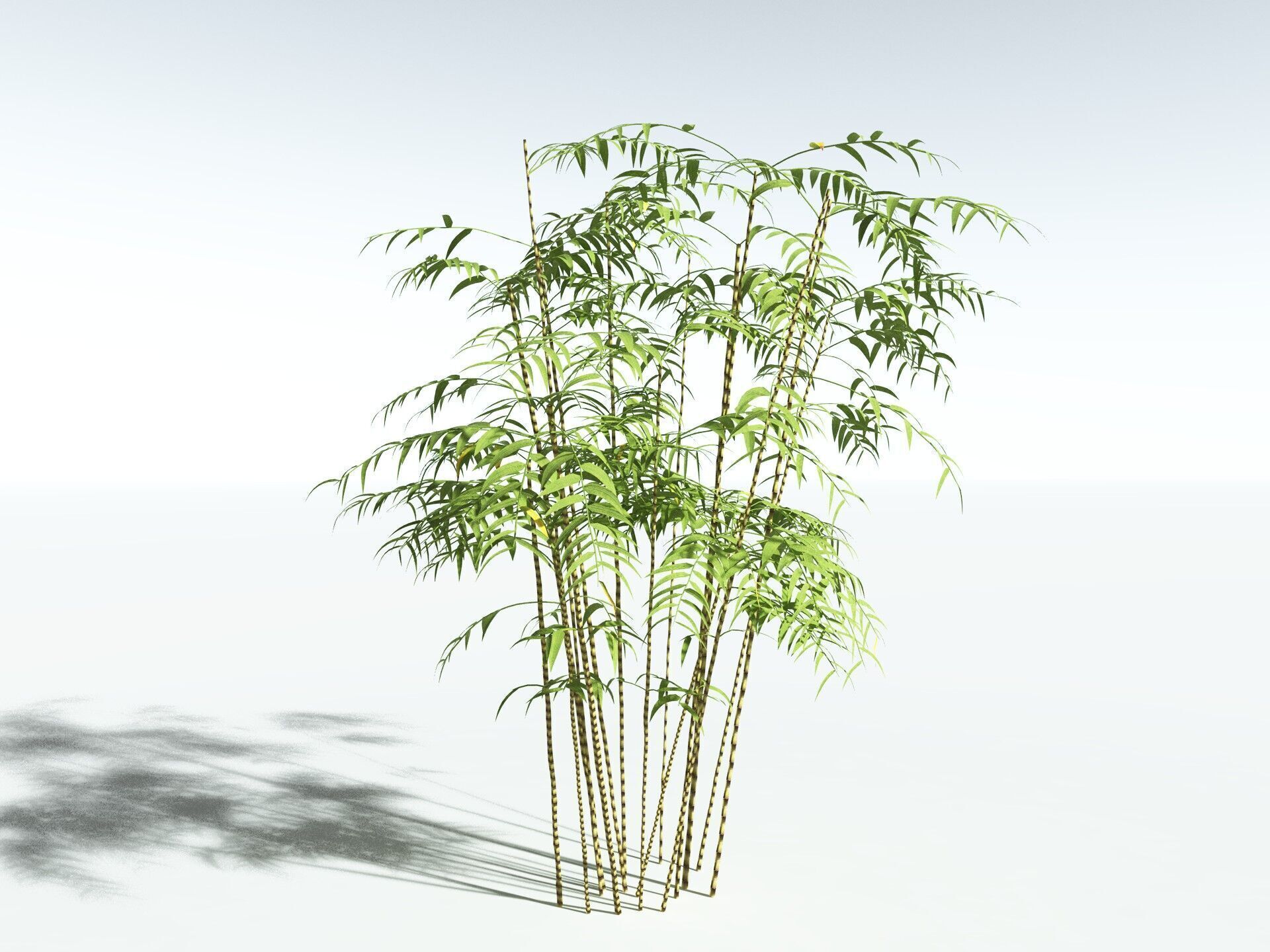 EVERYPlant Common Bamboo LowPoly Low-poly 3D model_2