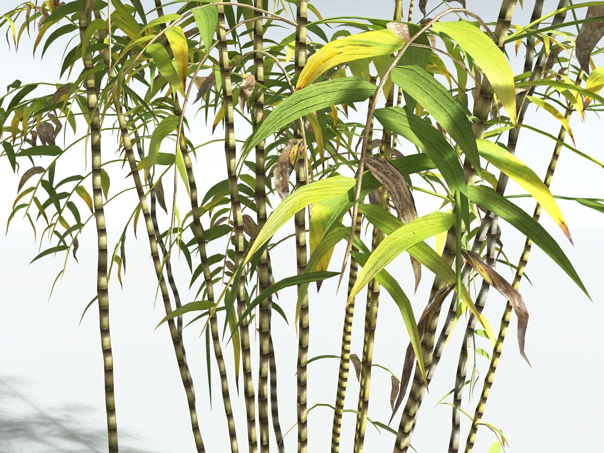 EVERYPlant Common Bamboo LowPoly Low-poly 3D model_15