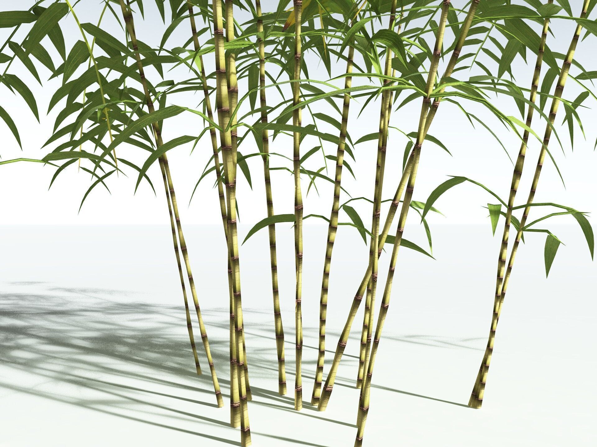 EVERYPlant Common Bamboo LowPoly Low-poly 3D model_25