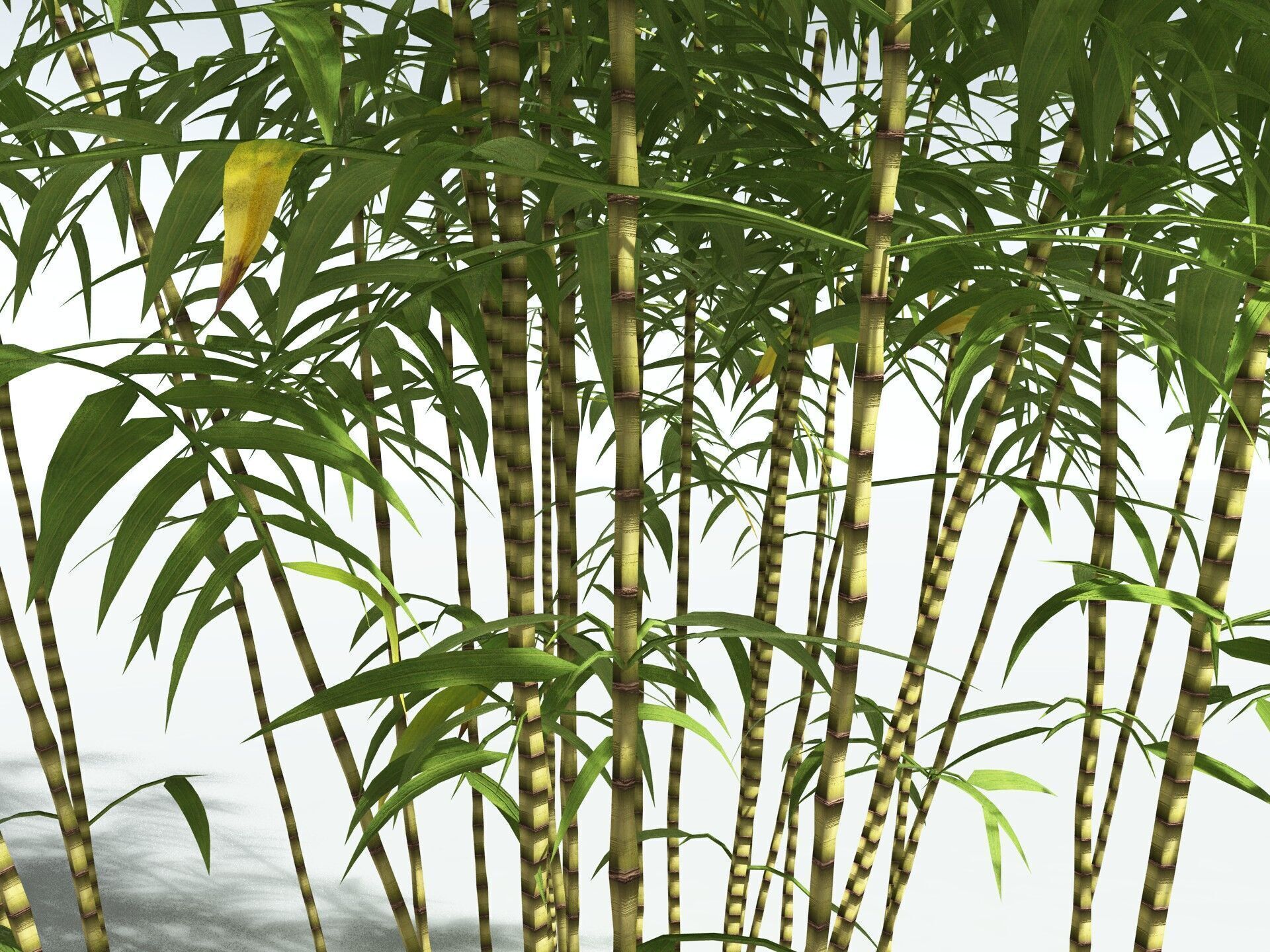 EVERYPlant Common Bamboo LowPoly Low-poly 3D model_35
