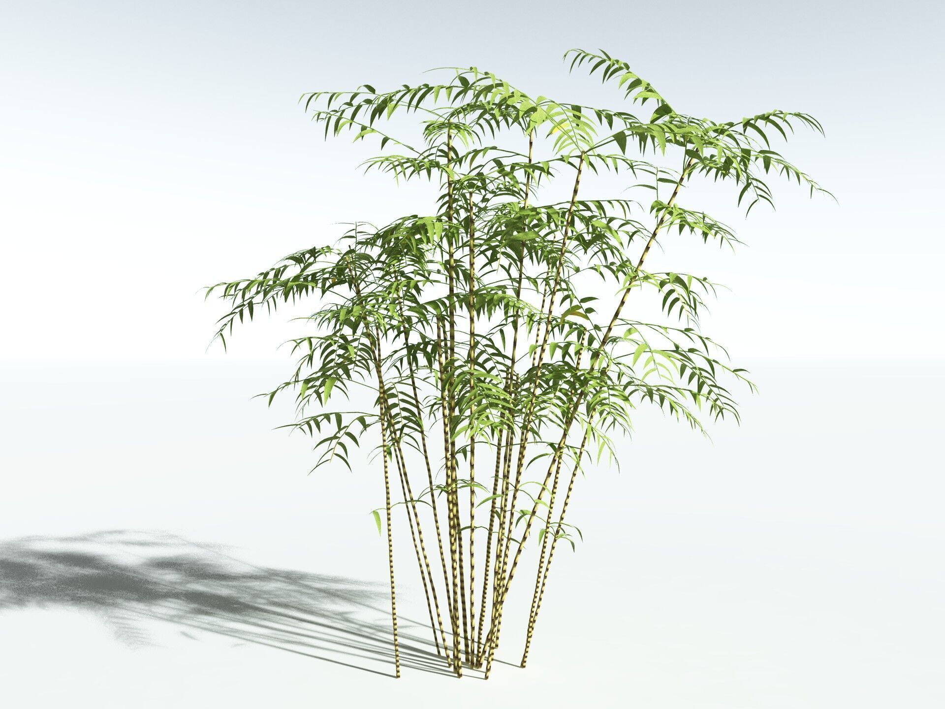 EVERYPlant Common Bamboo LowPoly Low-poly 3D model_4