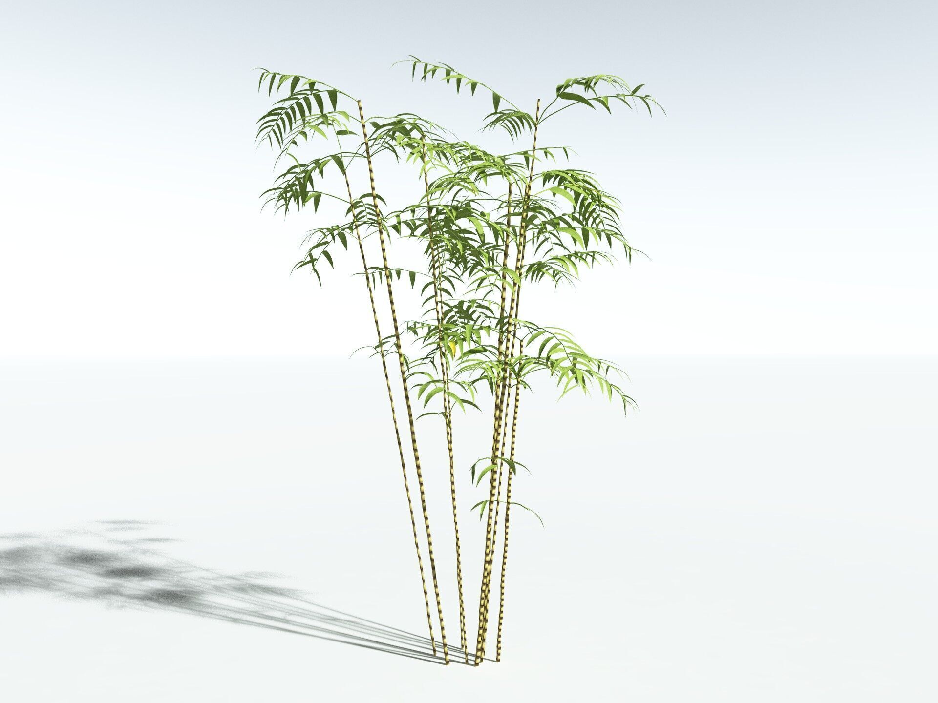 EVERYPlant Common Bamboo LowPoly Low-poly 3D model_32
