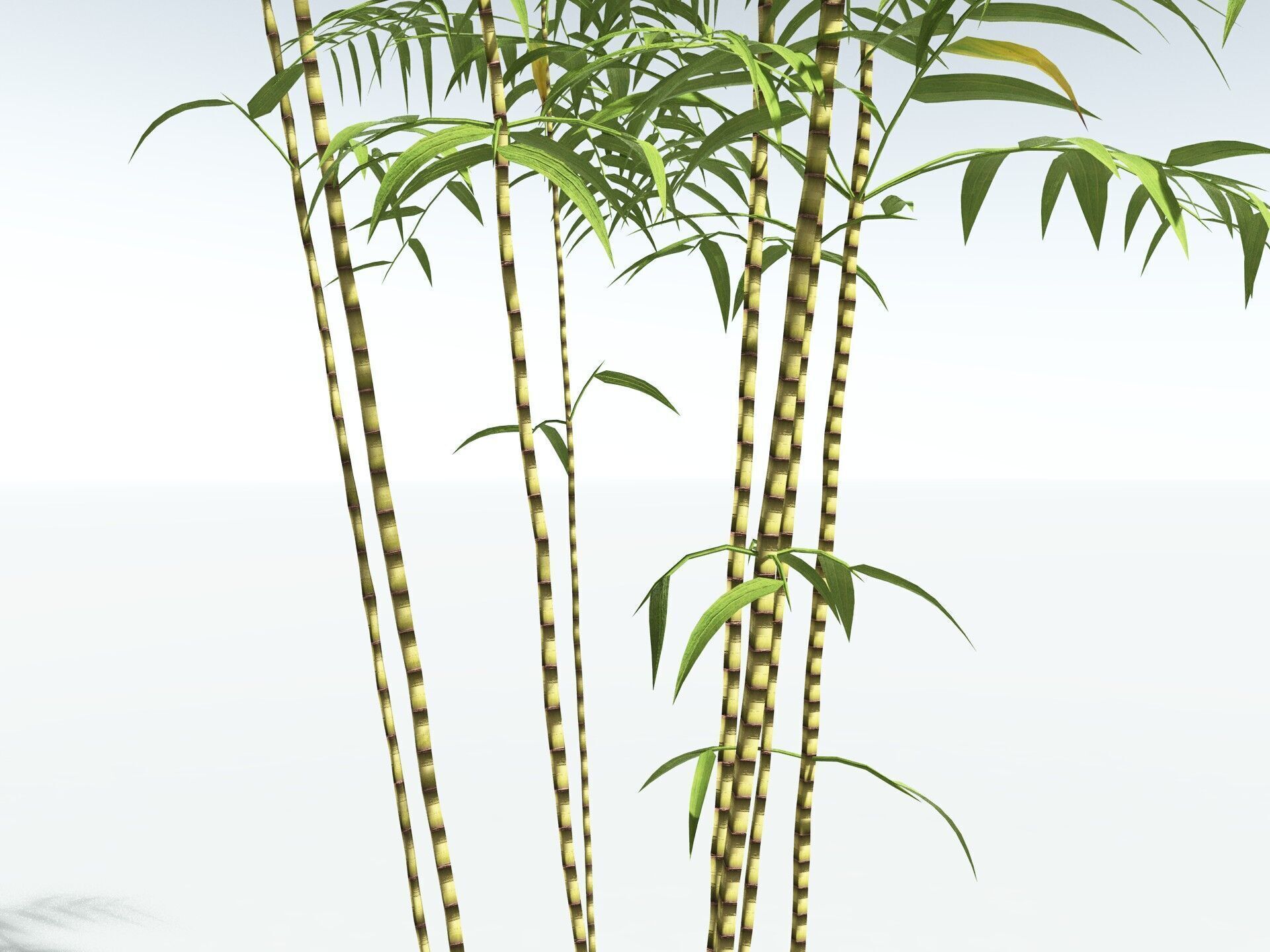 EVERYPlant Common Bamboo LowPoly Low-poly 3D model_33