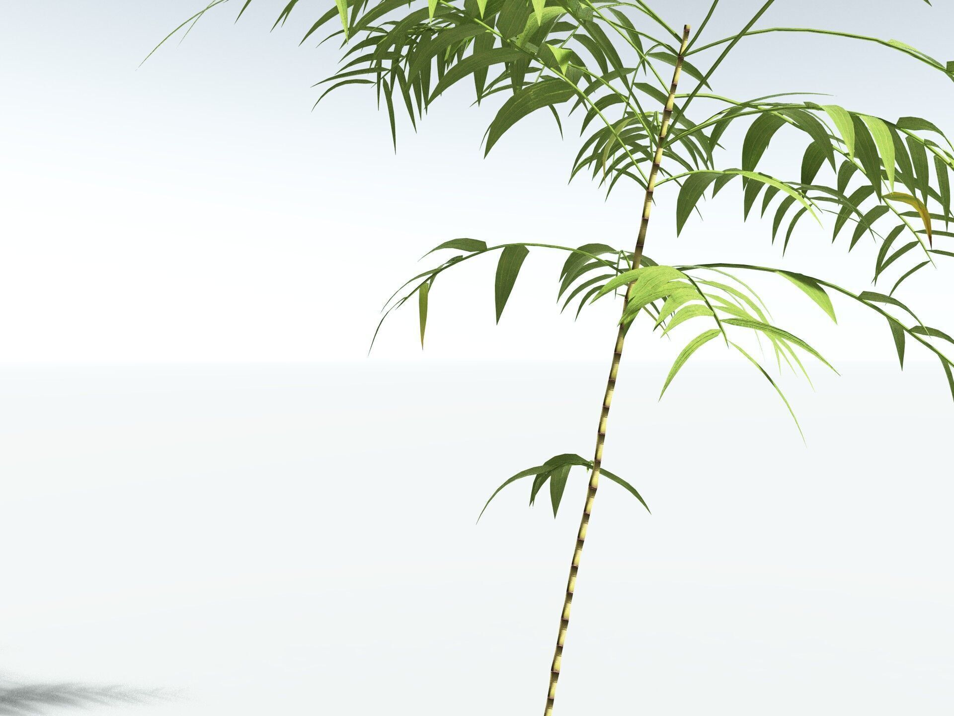 EVERYPlant Common Bamboo LowPoly Low-poly 3D model_31