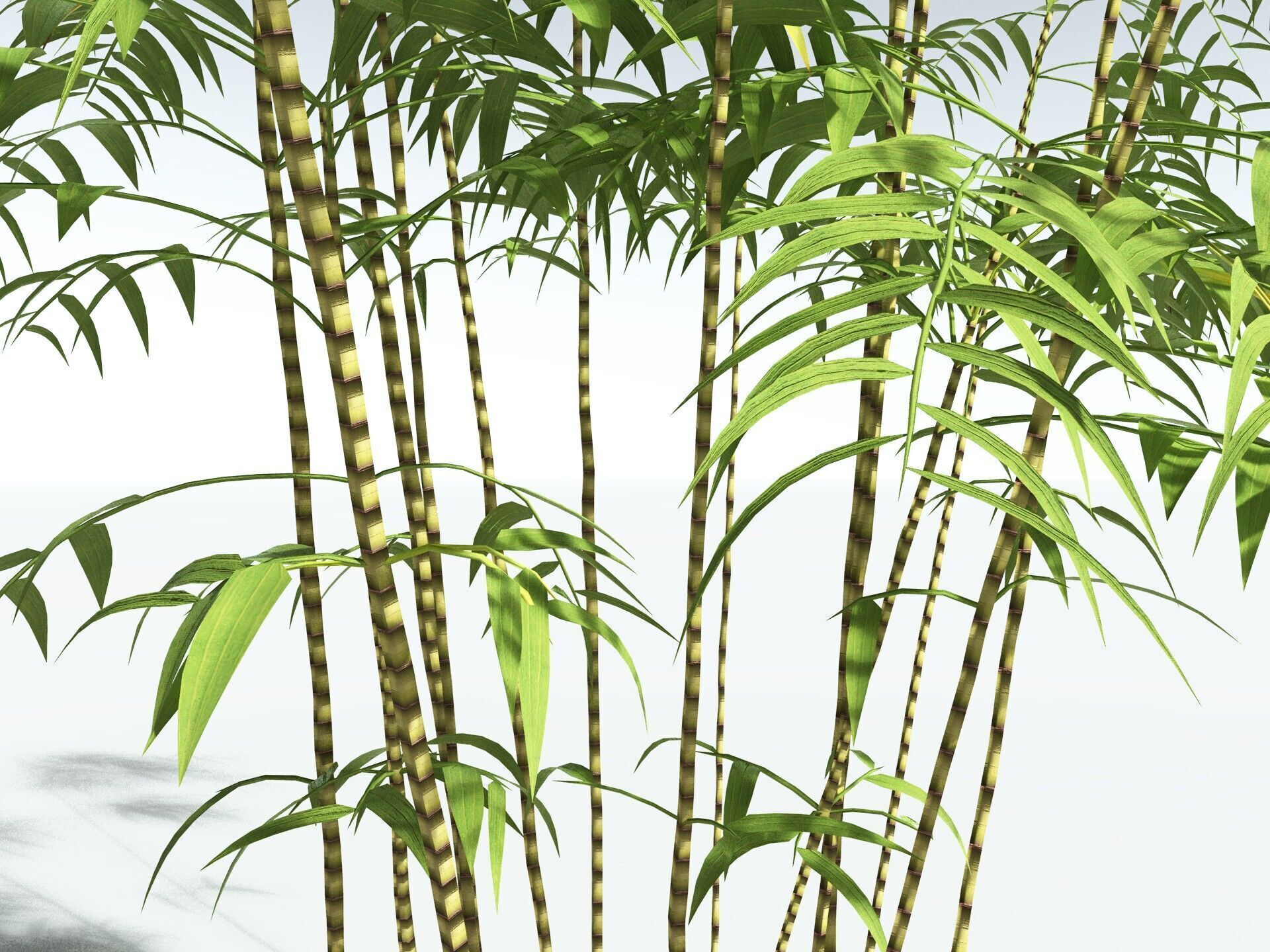 EVERYPlant Common Bamboo LowPoly Low-poly 3D model_3