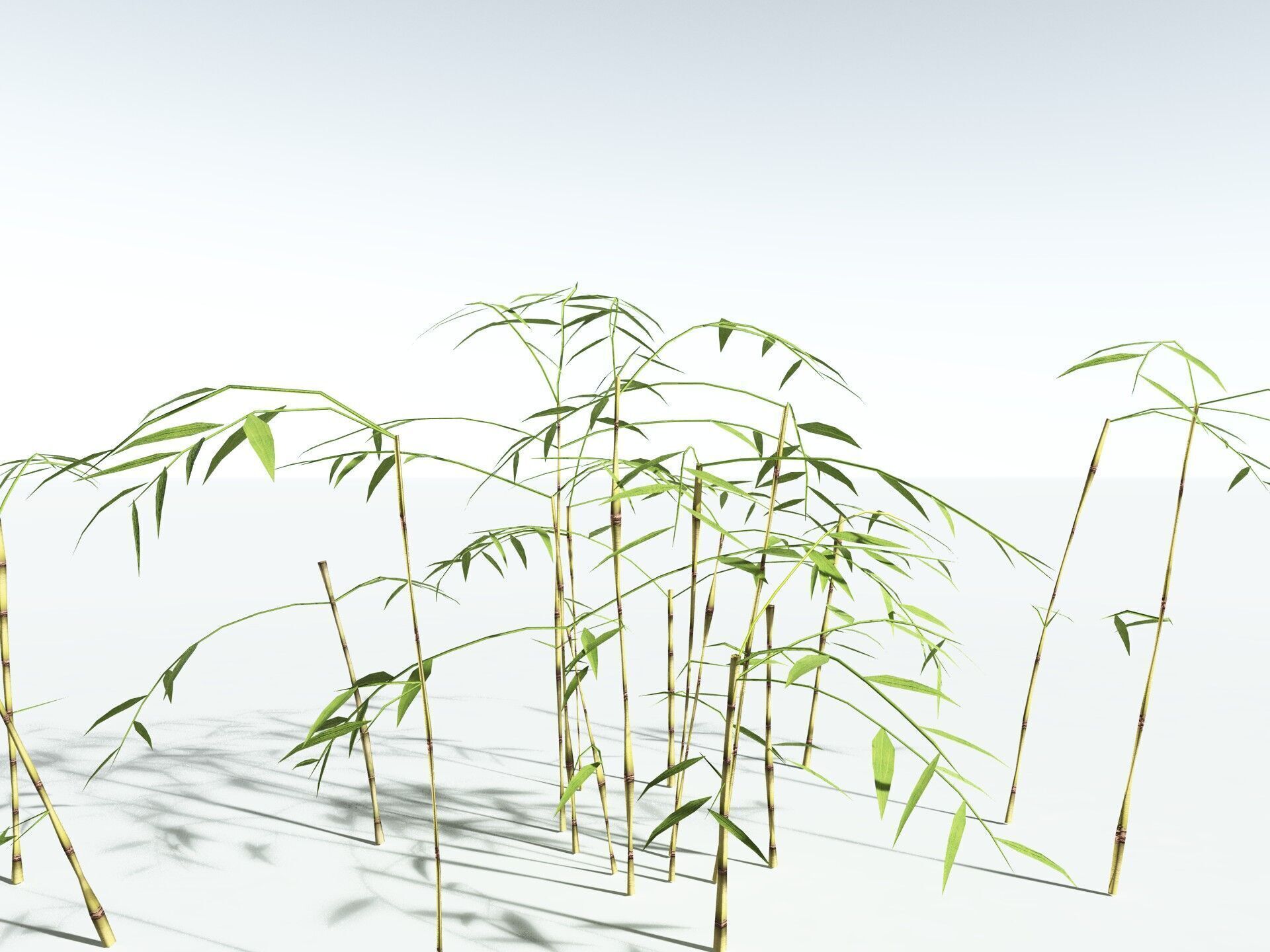 EVERYPlant Common Bamboo LowPoly Low-poly 3D model_27