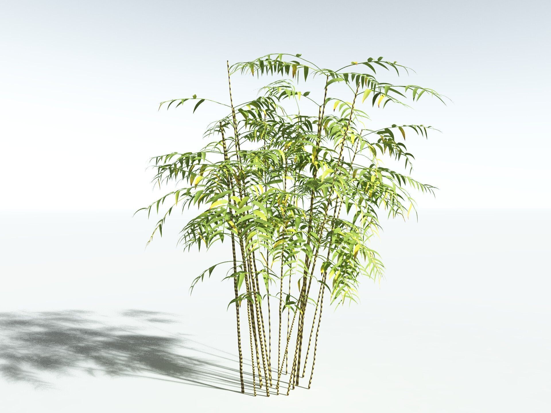 EVERYPlant Common Bamboo LowPoly Low-poly 3D model_12