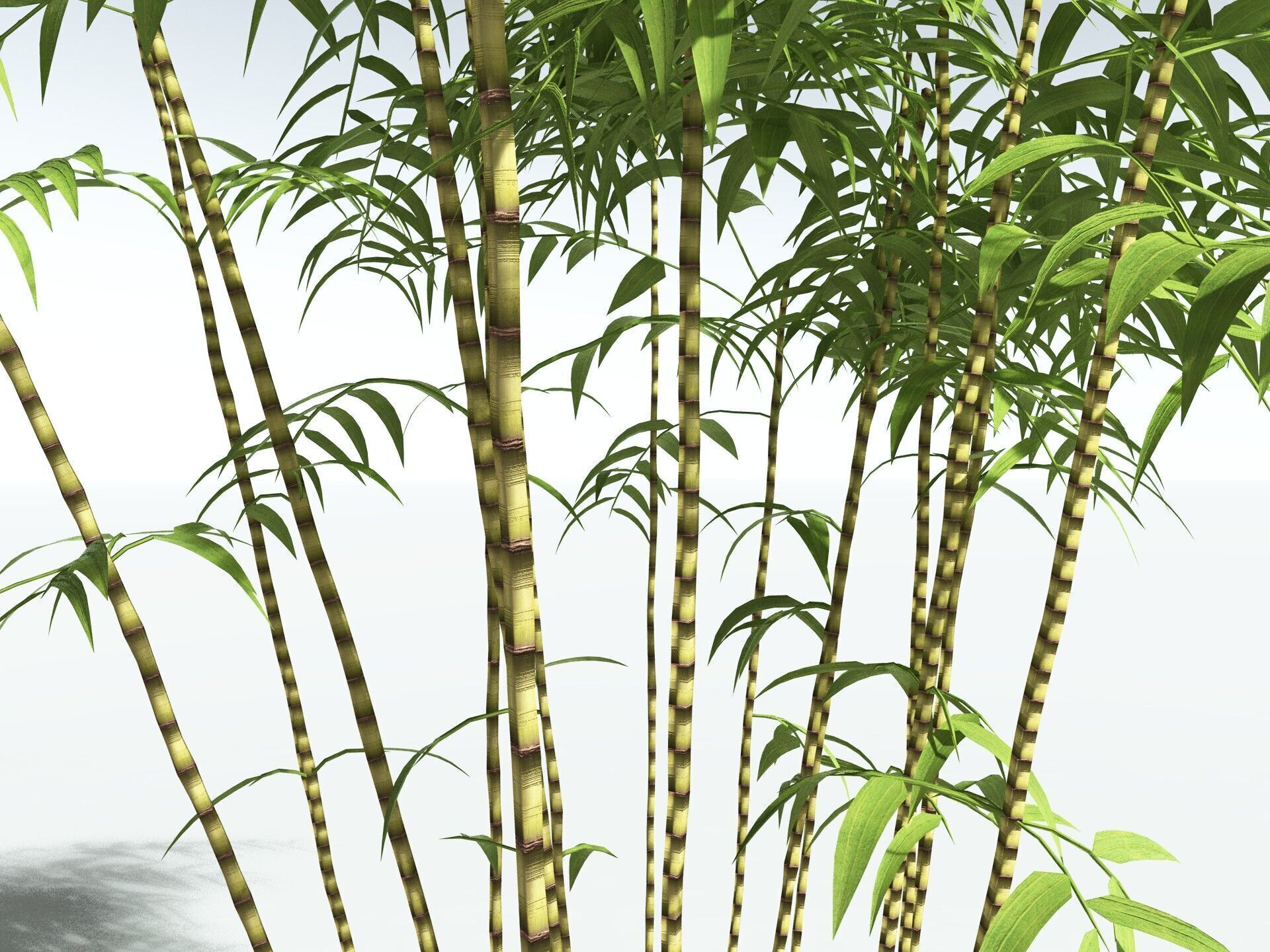 EVERYPlant Common Bamboo LowPoly Low-poly 3D model_11