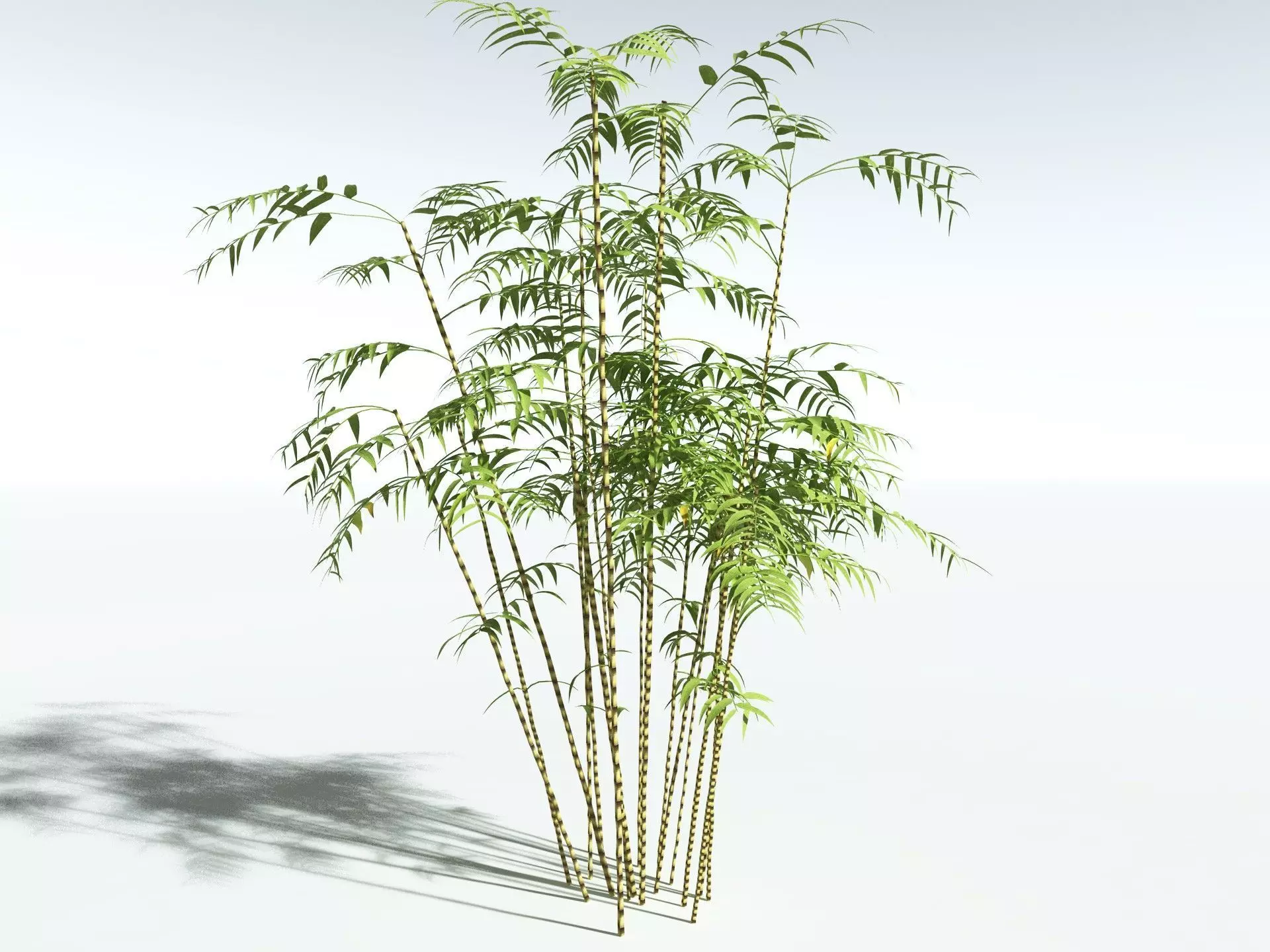 EVERYPlant Common Bamboo LowPoly Low-poly 3D model_0
