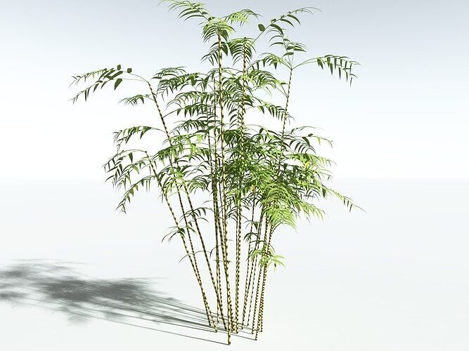 EVERYPlant Common Bamboo LowPoly -18 Models- Low-poly 3D model