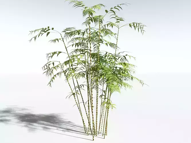 EVERYPlant Common Bamboo LowPoly -18 Models- Low-poly 3D model
