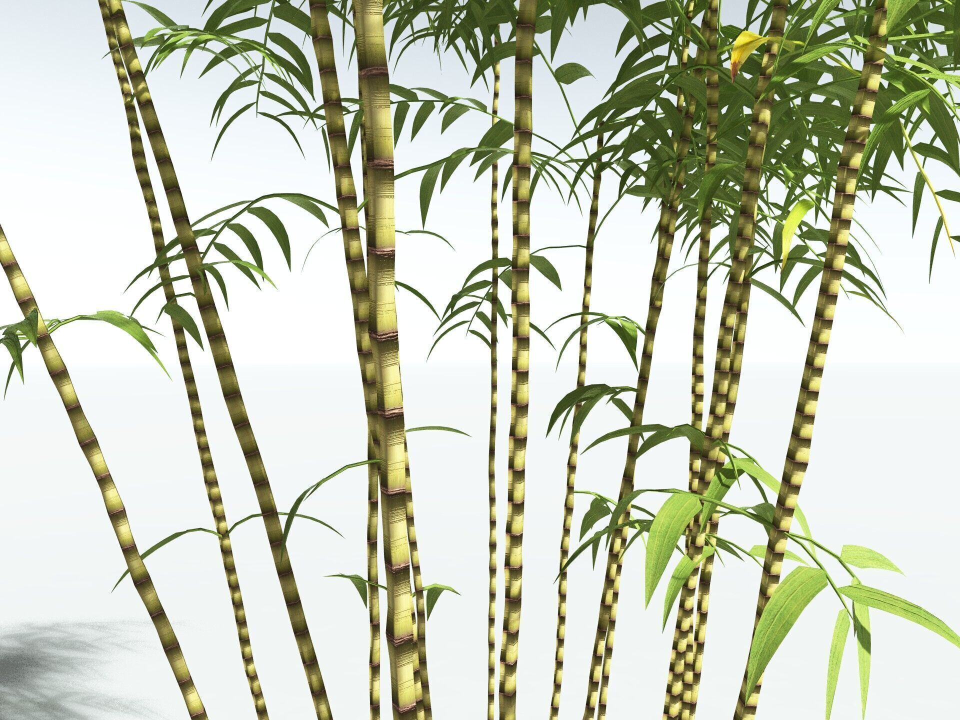 EVERYPlant Common Bamboo LowPoly Low-poly 3D model_21