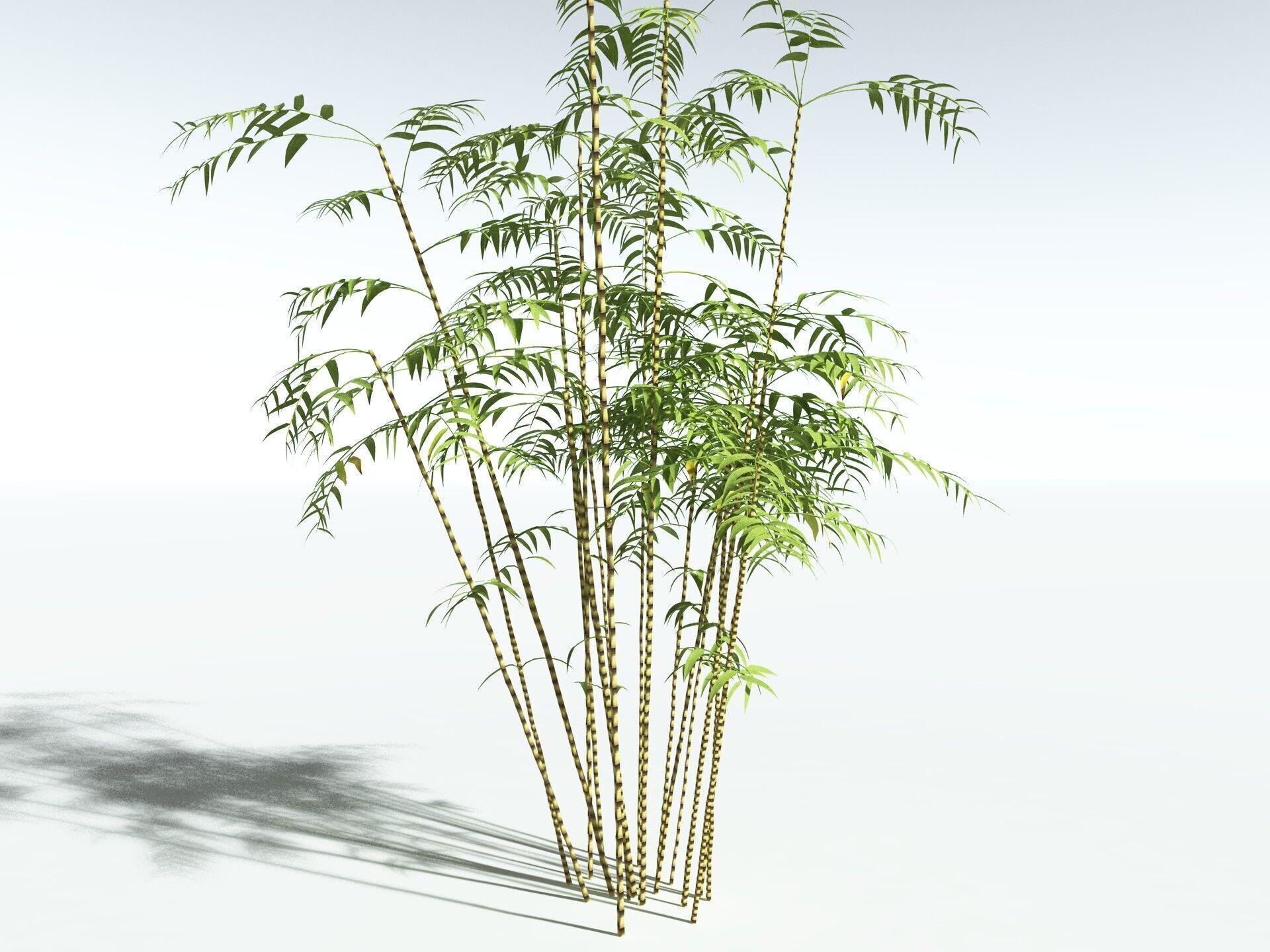 EVERYPlant Common Bamboo LowPoly Low-poly 3D model_20