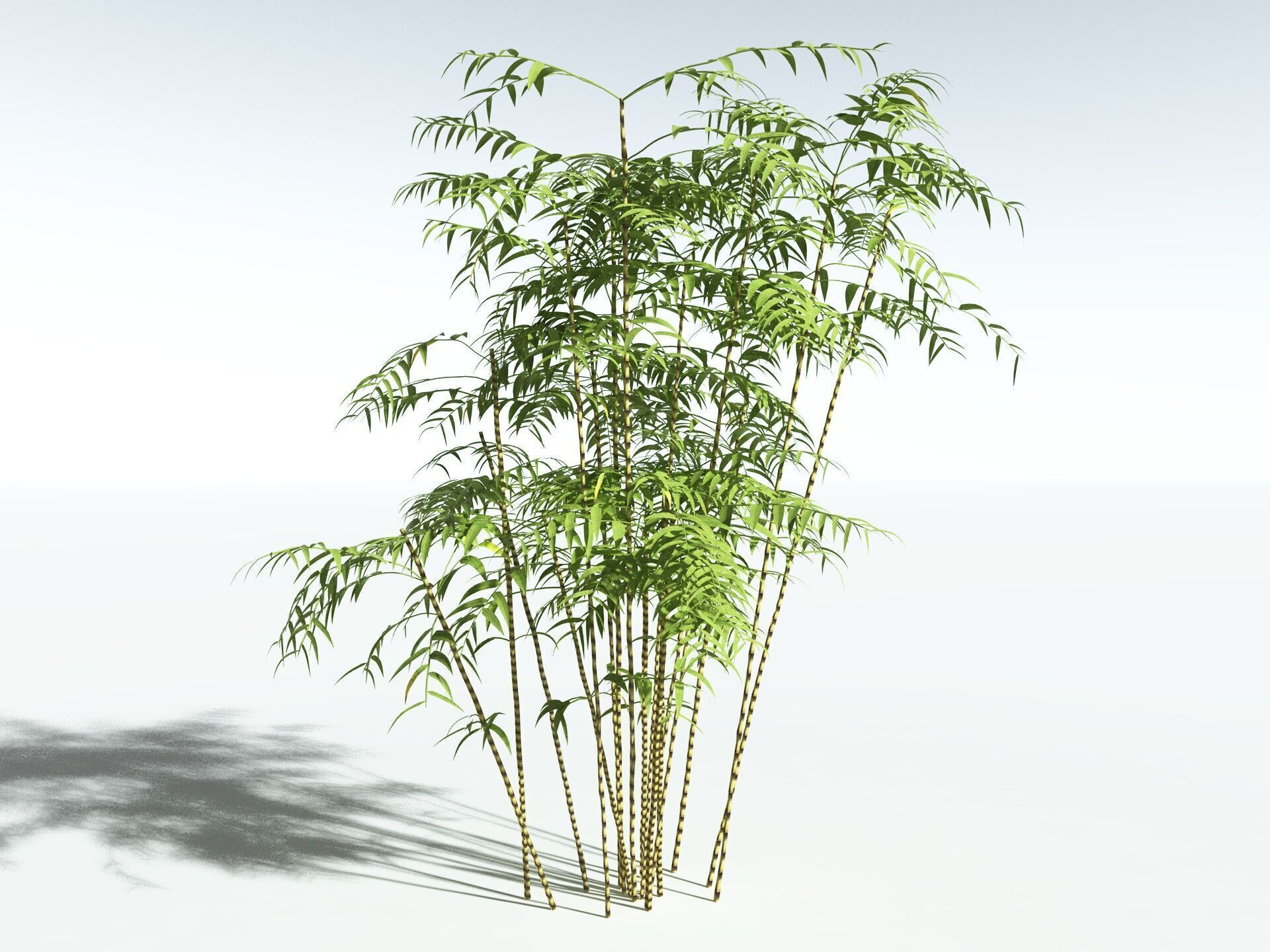 EVERYPlant Common Bamboo LowPoly Low-poly 3D model_6
