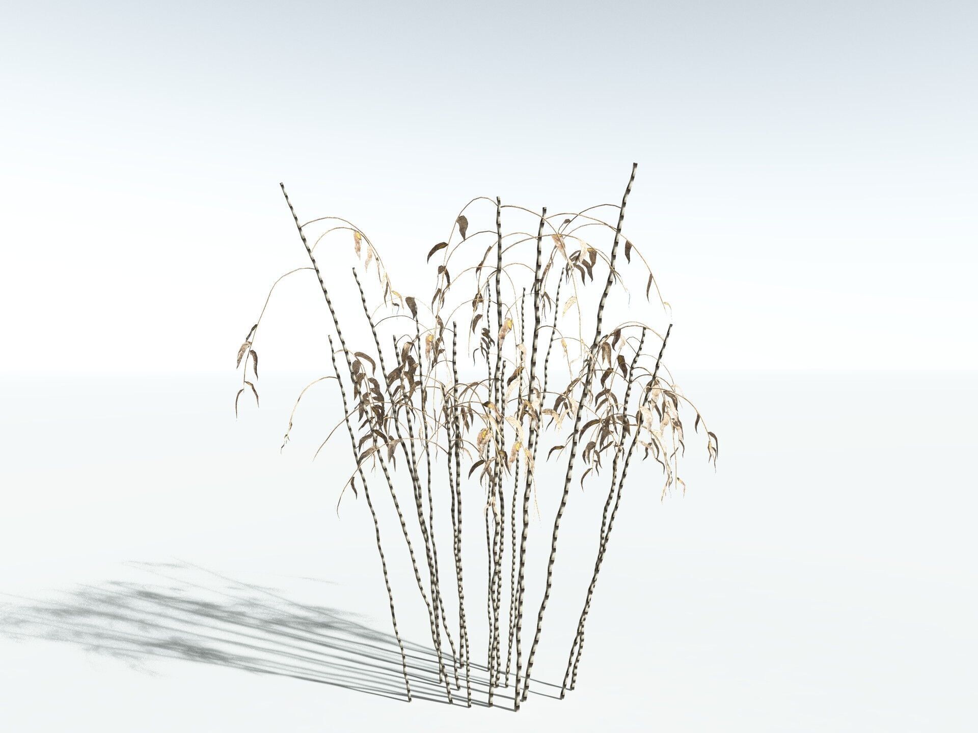 EVERYPlant Common Bamboo LowPoly Low-poly 3D model_18
