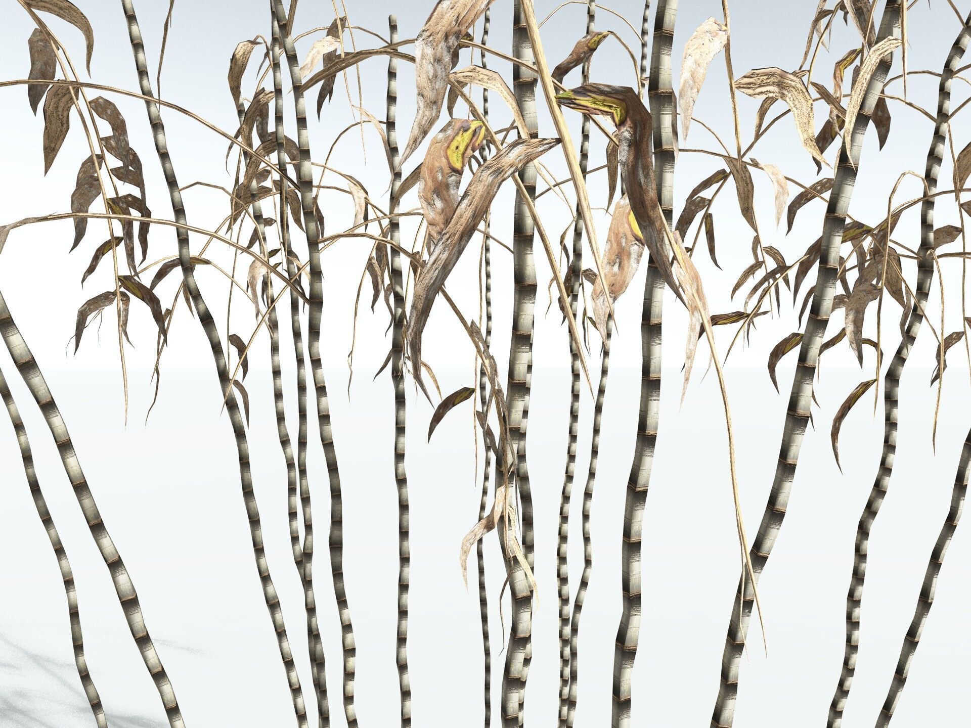 EVERYPlant Common Bamboo LowPoly Low-poly 3D model_19