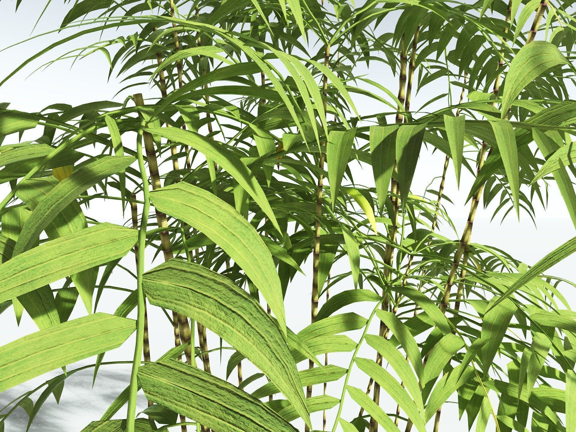EVERYPlant Common Bamboo LowPoly Low-poly 3D model_23