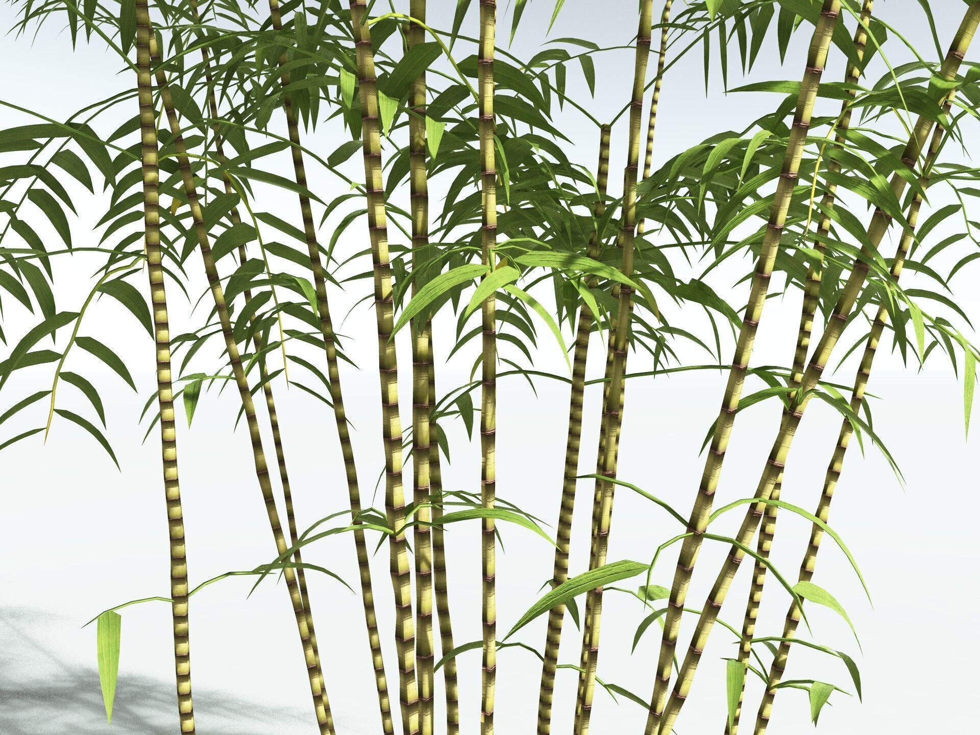 EVERYPlant Common Bamboo LowPoly Low-poly 3D model_5