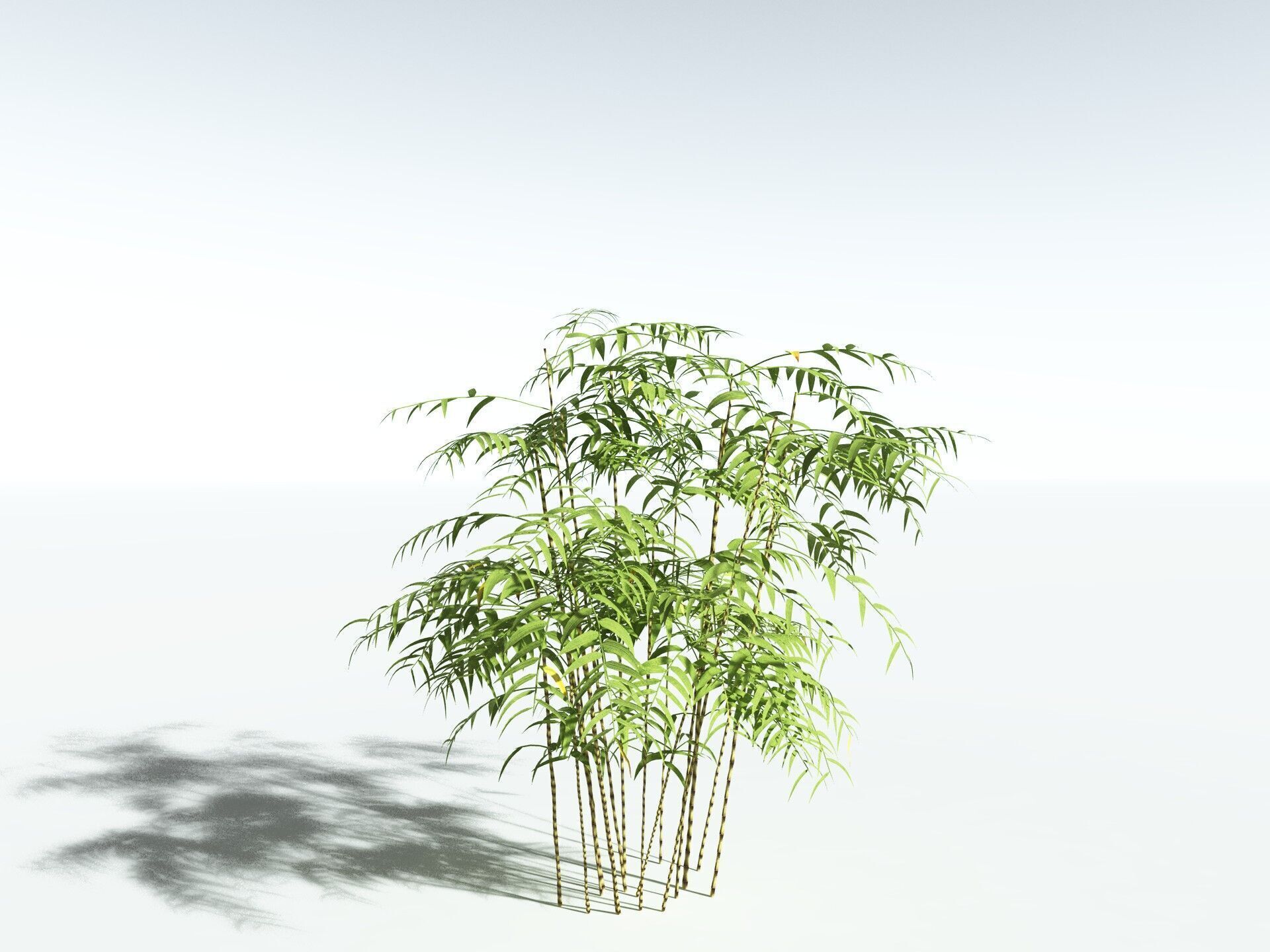 EVERYPlant Common Bamboo LowPoly Low-poly 3D model_22