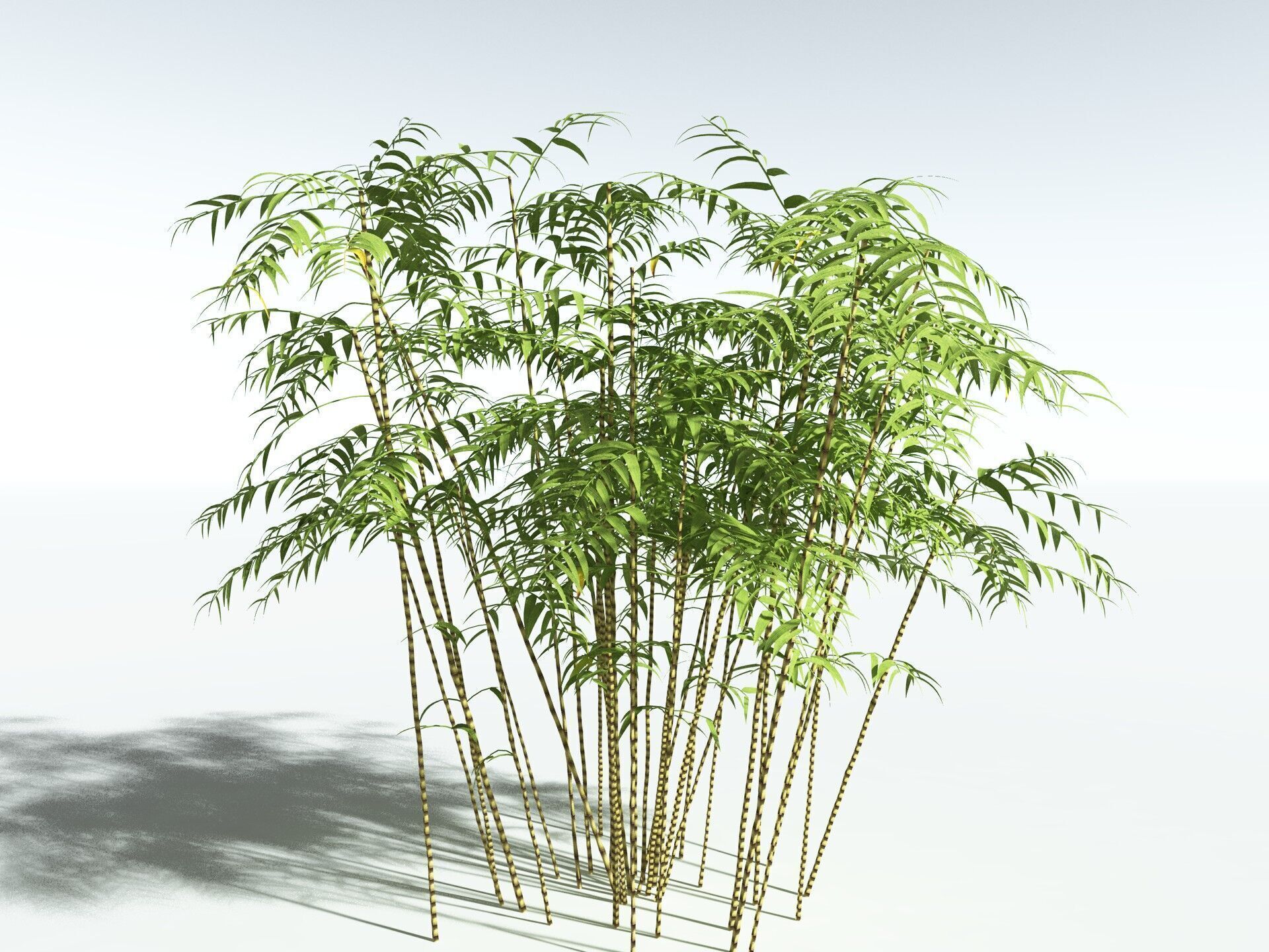 EVERYPlant Common Bamboo LowPoly Low-poly 3D model_34