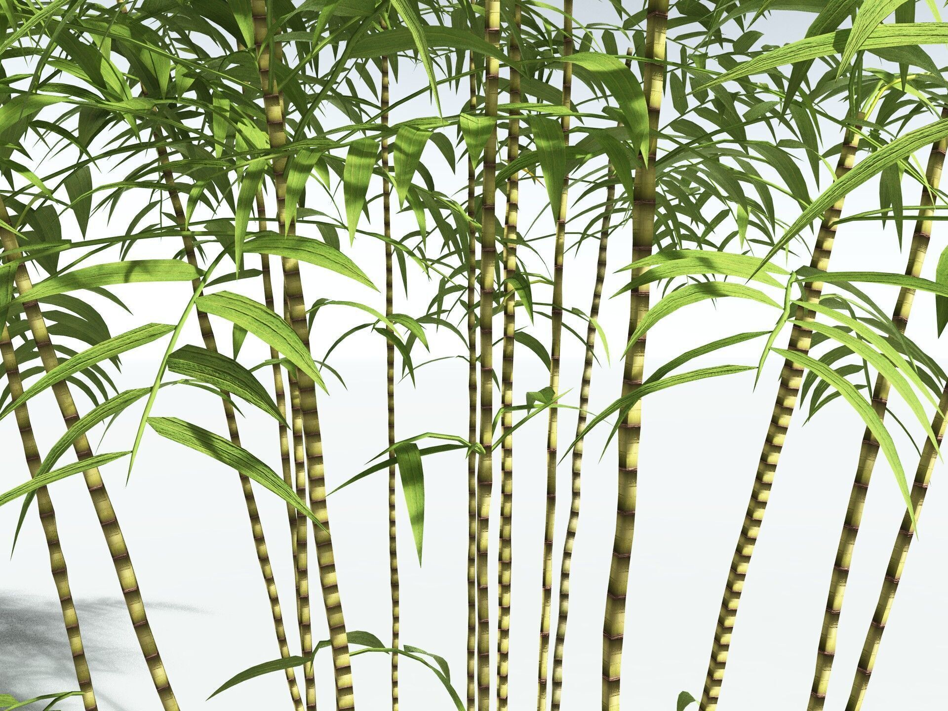 EVERYPlant Common Bamboo LowPoly Low-poly 3D model_9