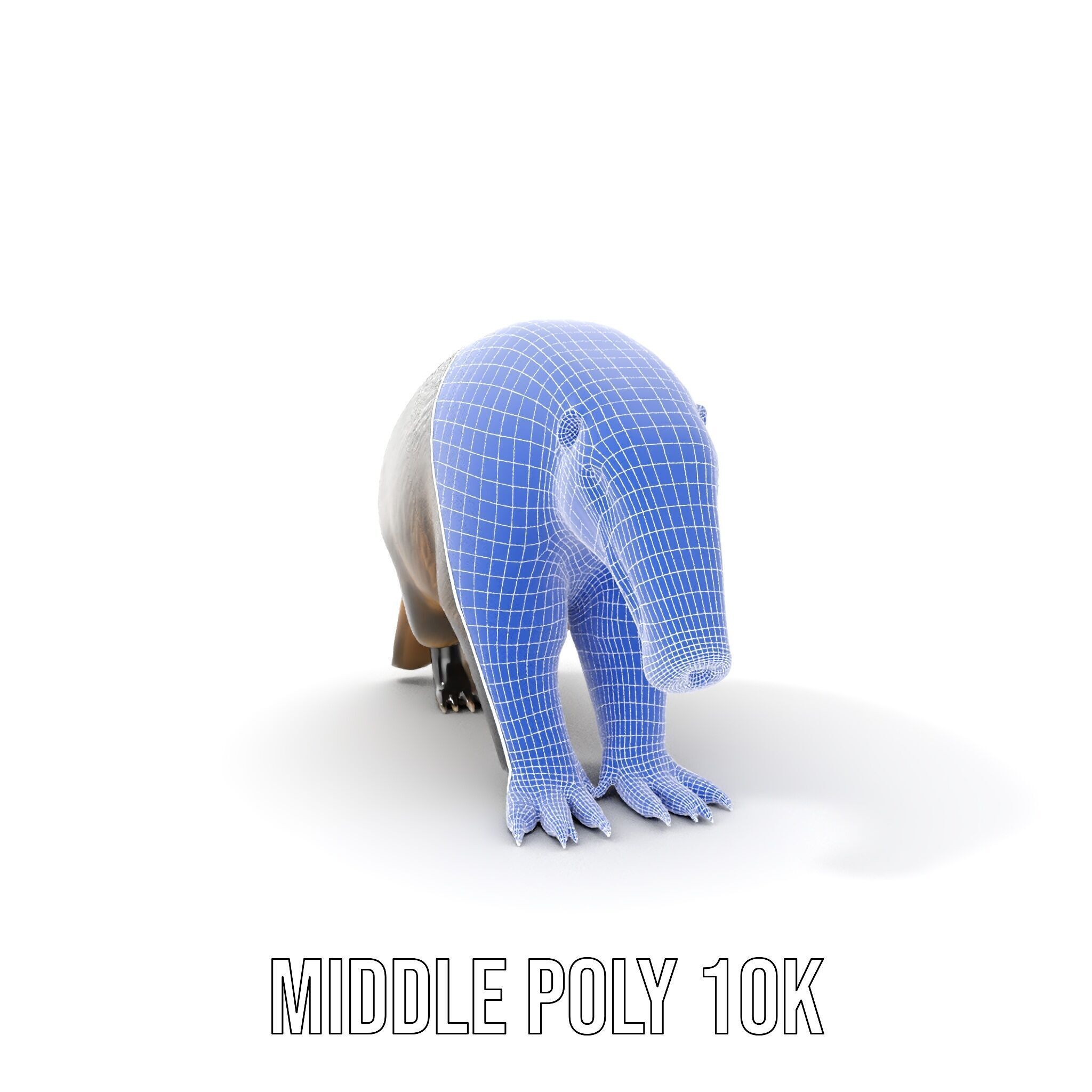 Anteater Model Pack  Detailed and Versatile D Creature Low-poly 3D model_27