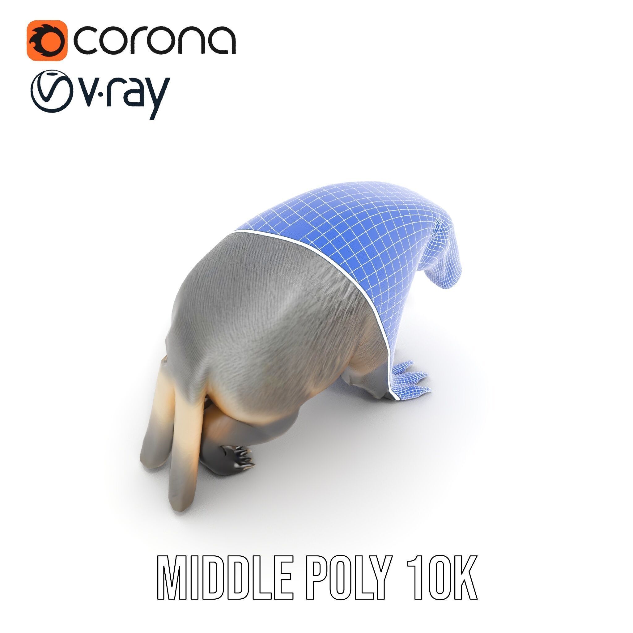 Anteater Model Pack  Detailed and Versatile D Creature Low-poly 3D model_29