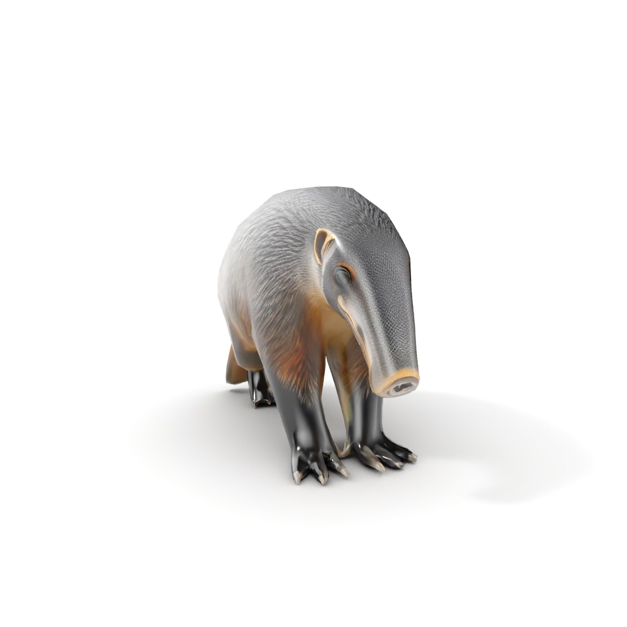 Anteater Model Pack  Detailed and Versatile D Creature Low-poly 3D model_8