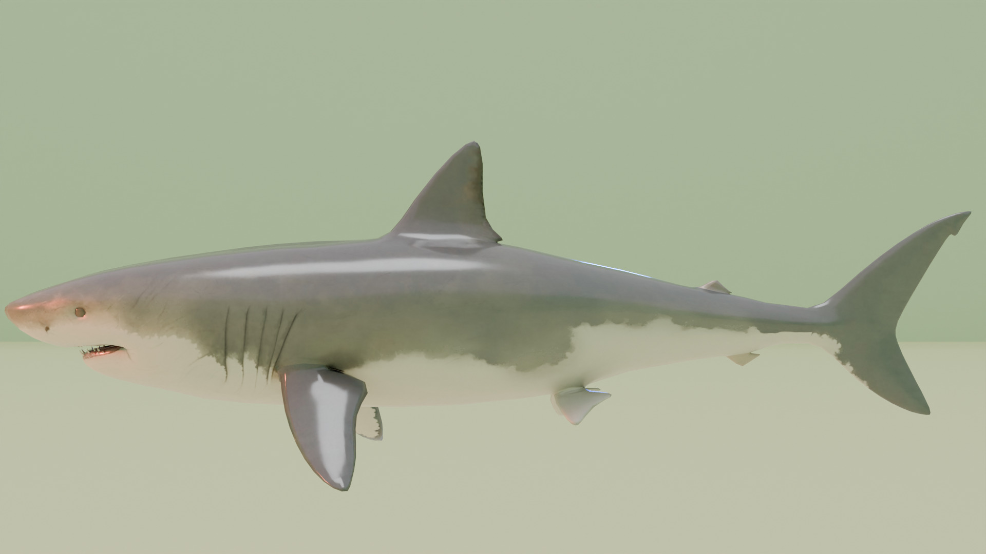 Shark 3D model_1