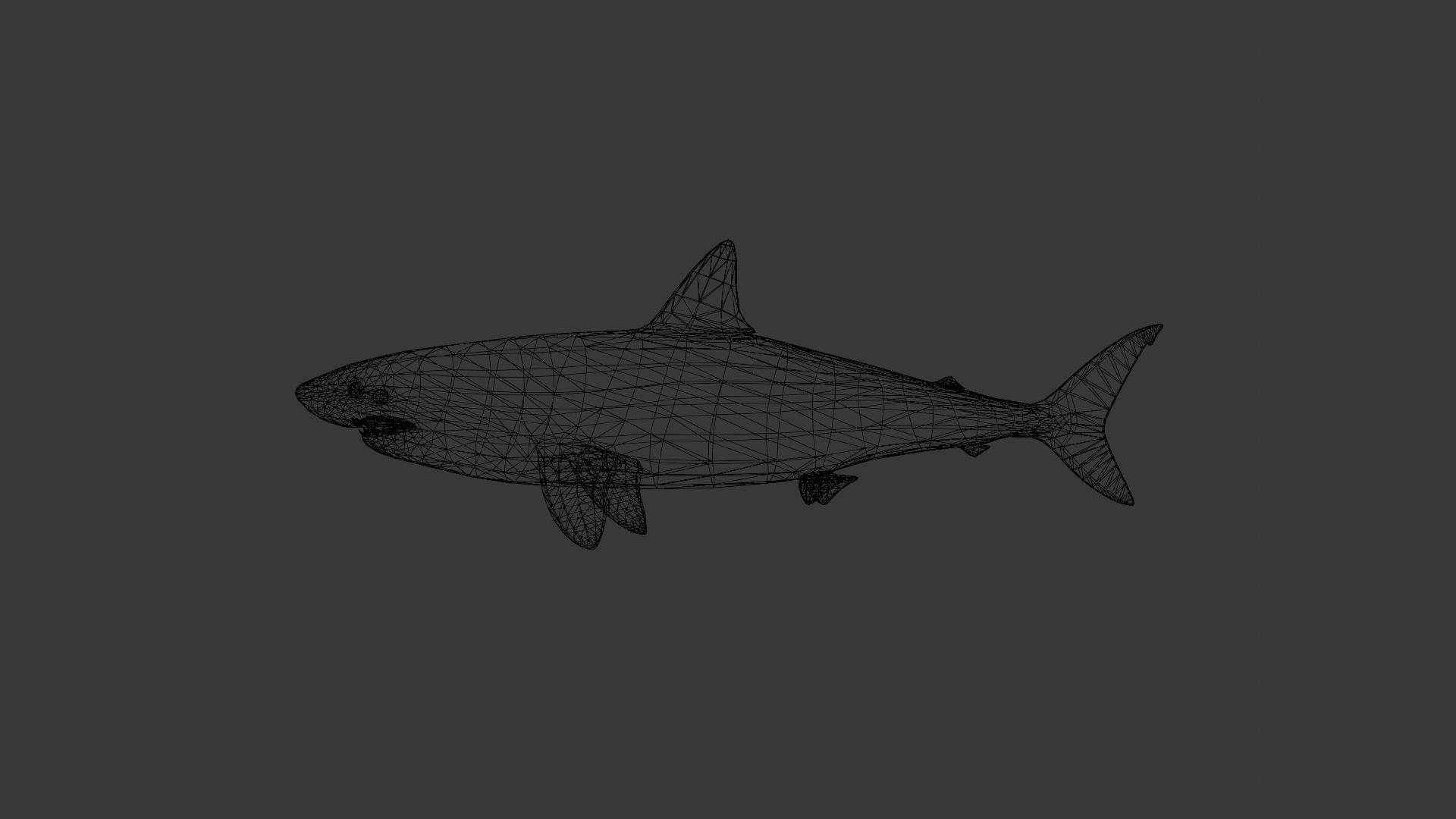 Shark 3D model_8