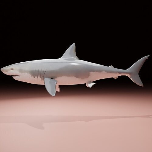 Shark 3D model