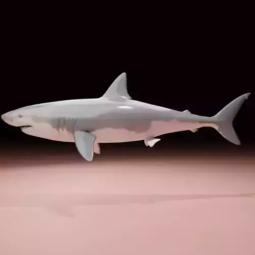 Shark