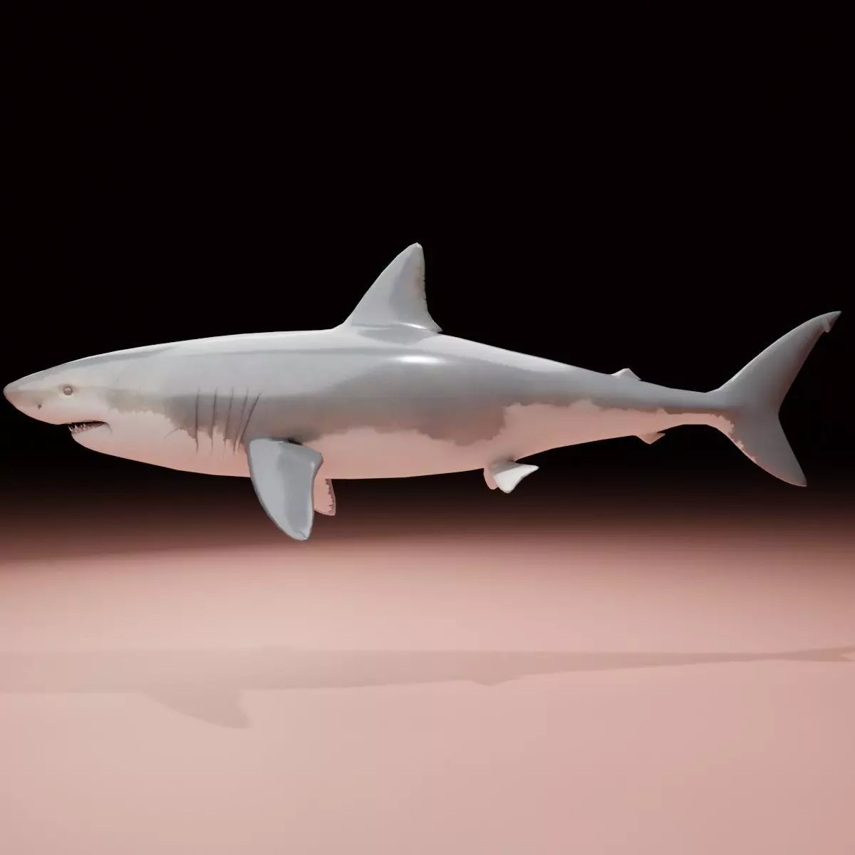 Shark 3D model_0