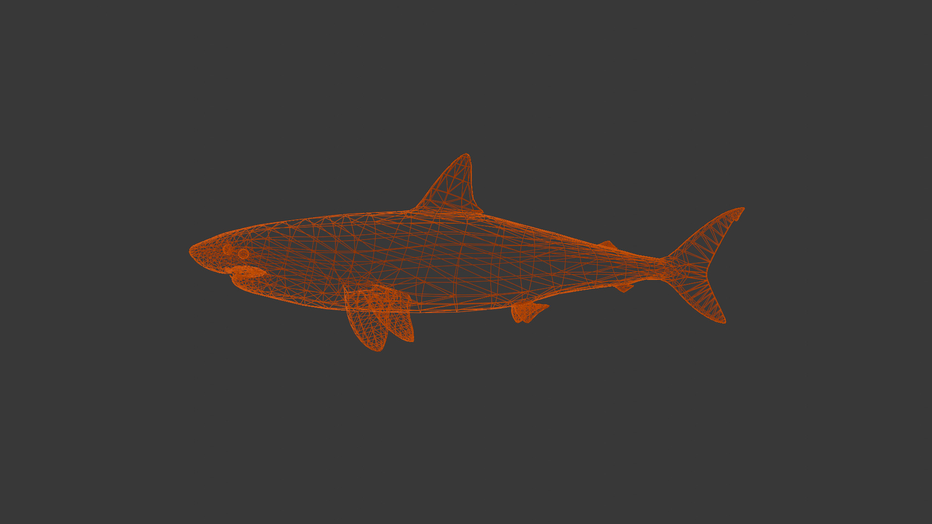Shark 3D model_7