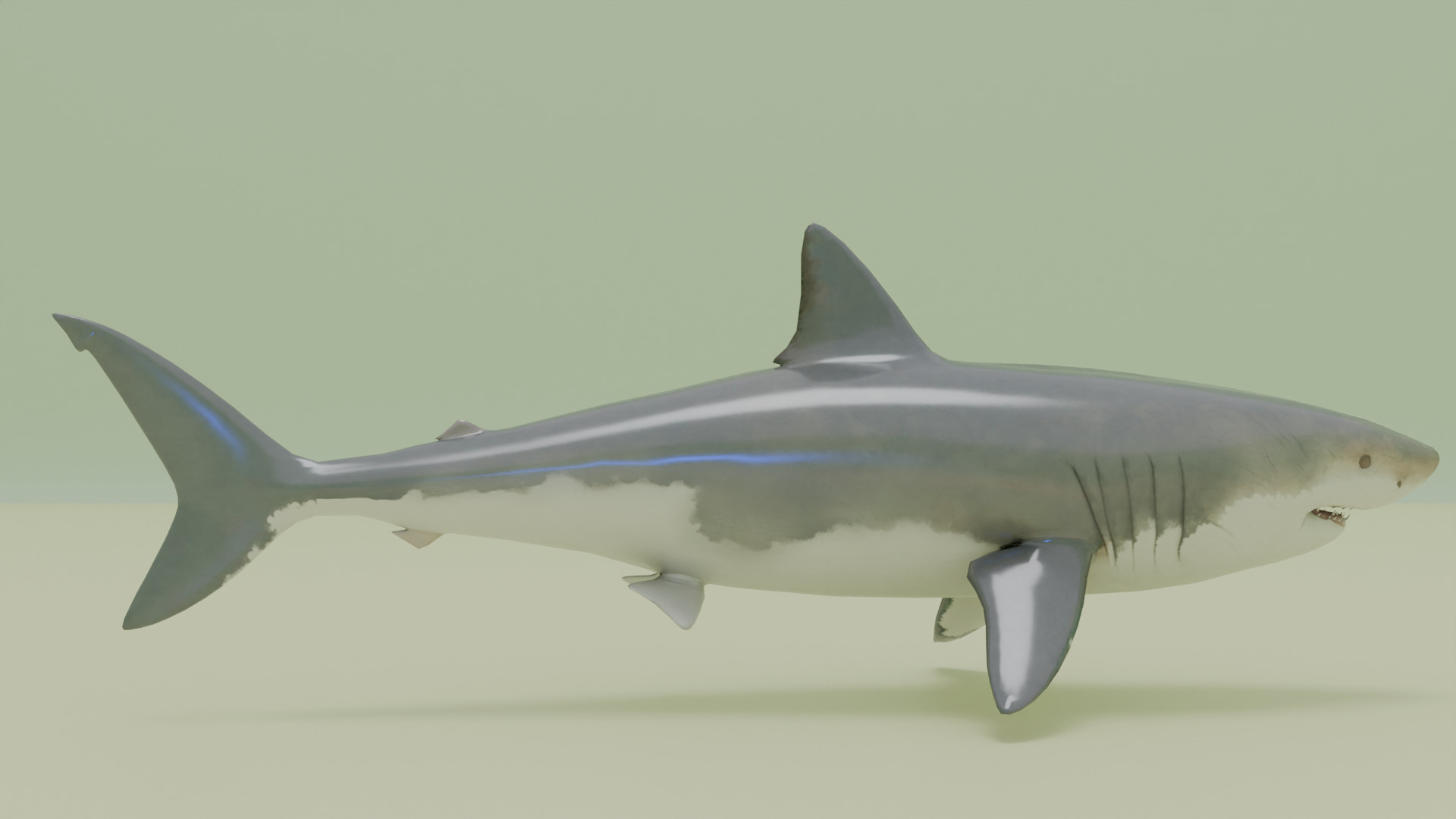 Shark 3D model_3