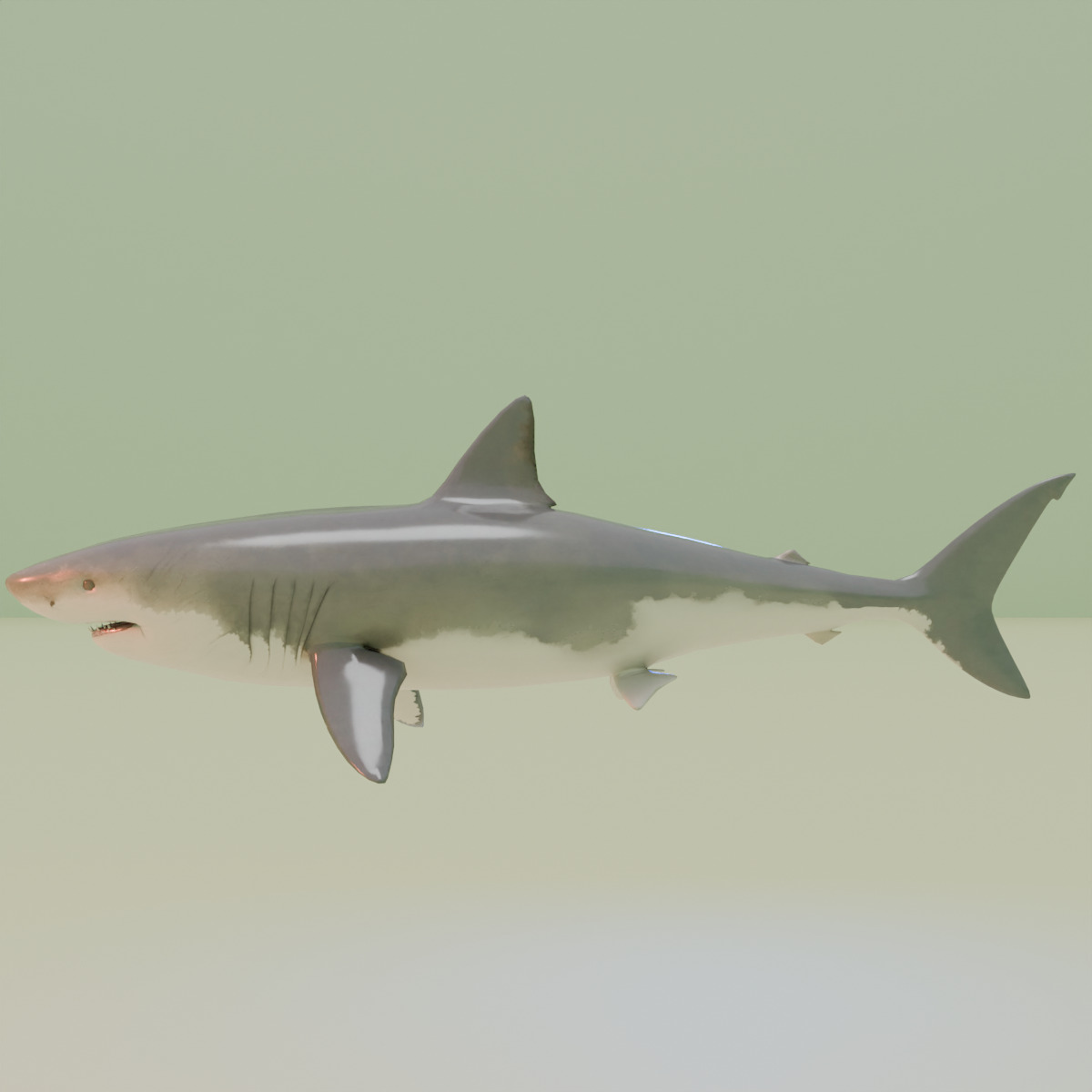 Shark 3D model_6