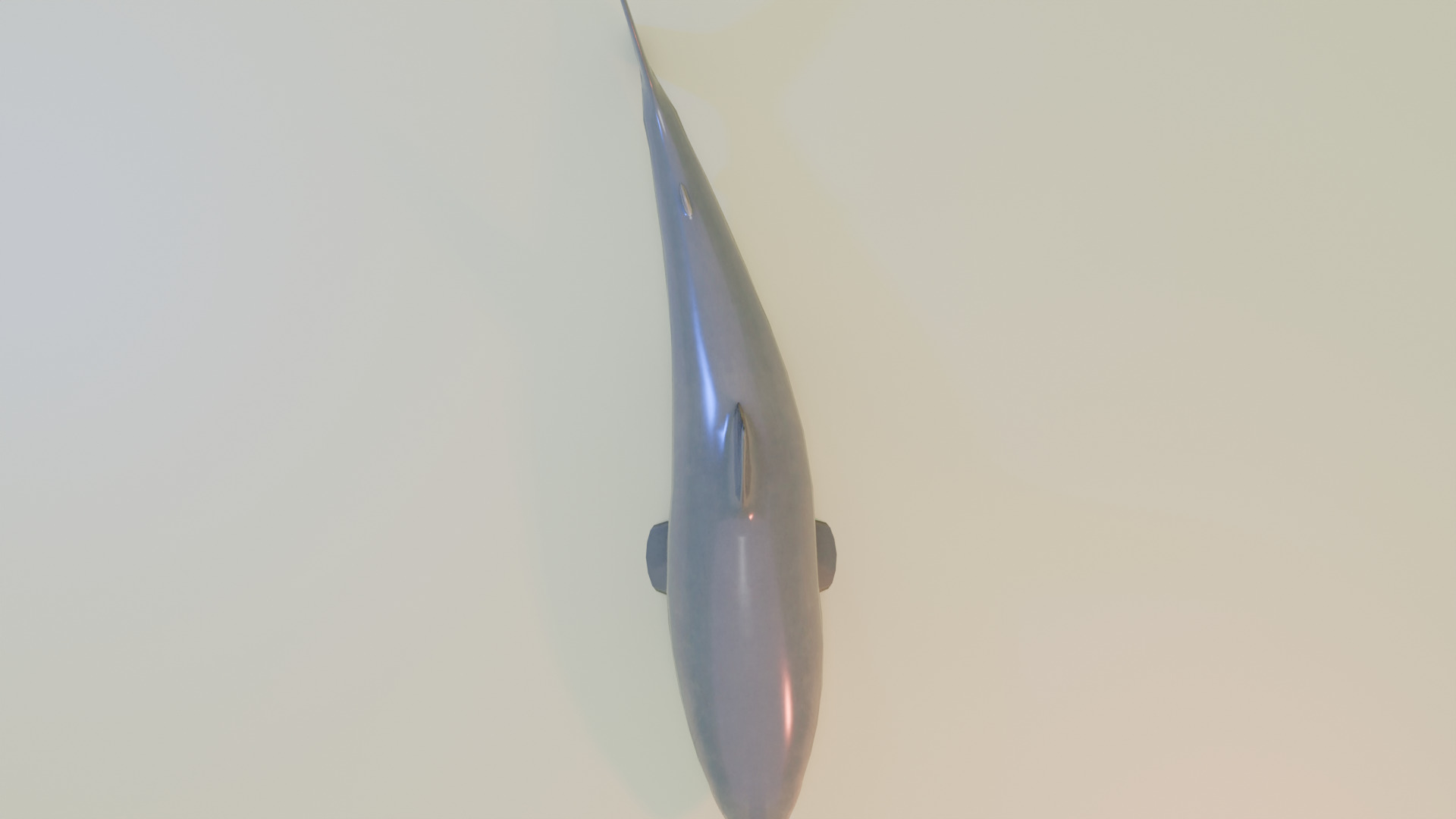 Shark 3D model_4