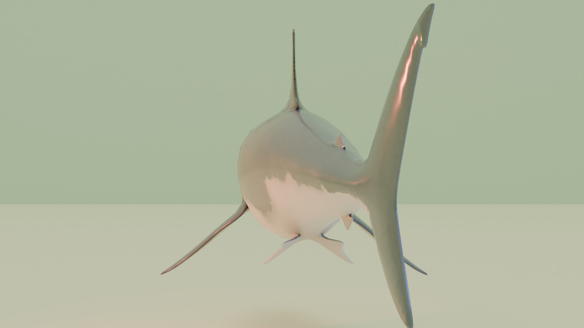 Shark 3D model_2