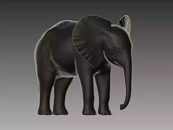 Baby Elephant 3D Model