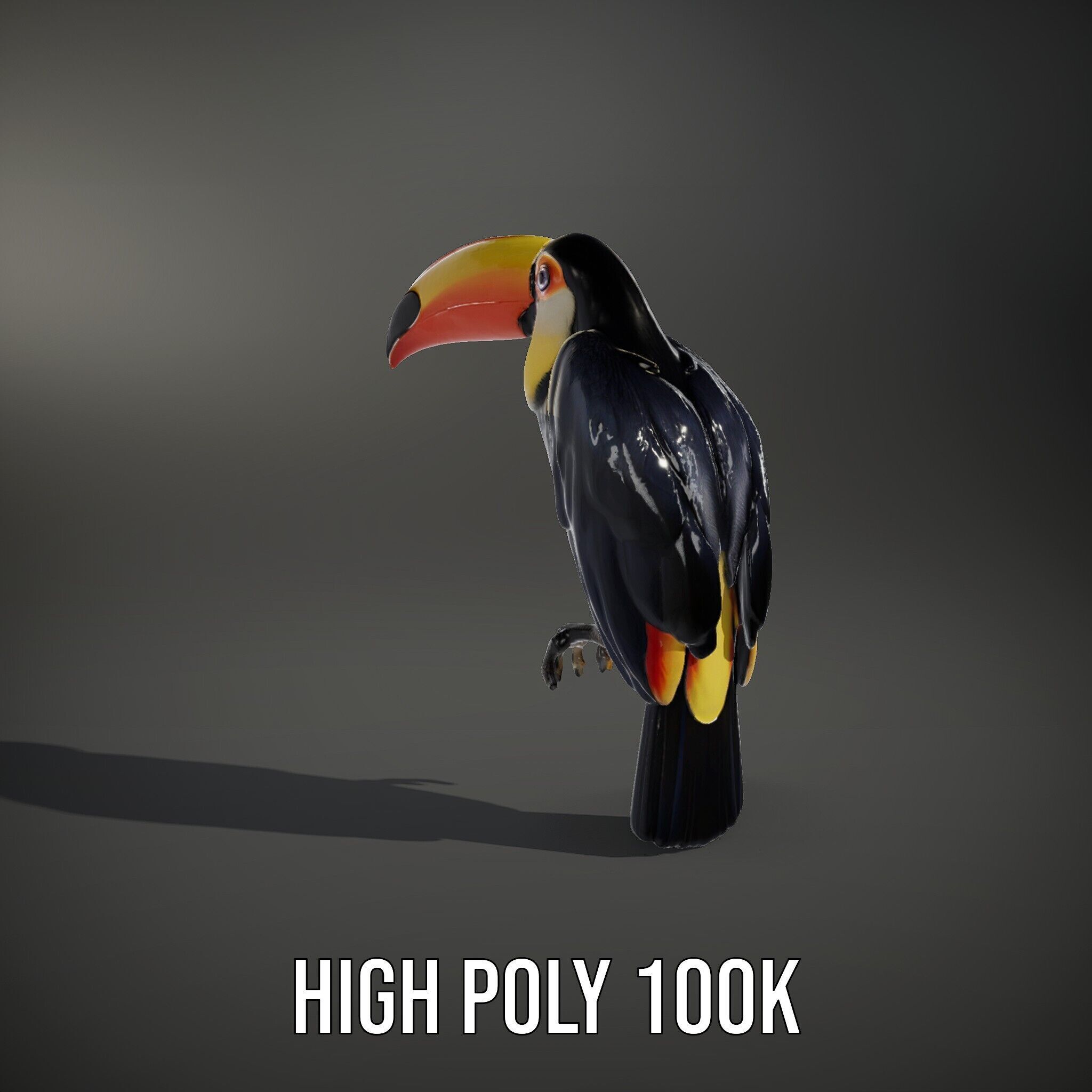 Tropical Toucan Bird D Model Pack Low-poly 3D model_9