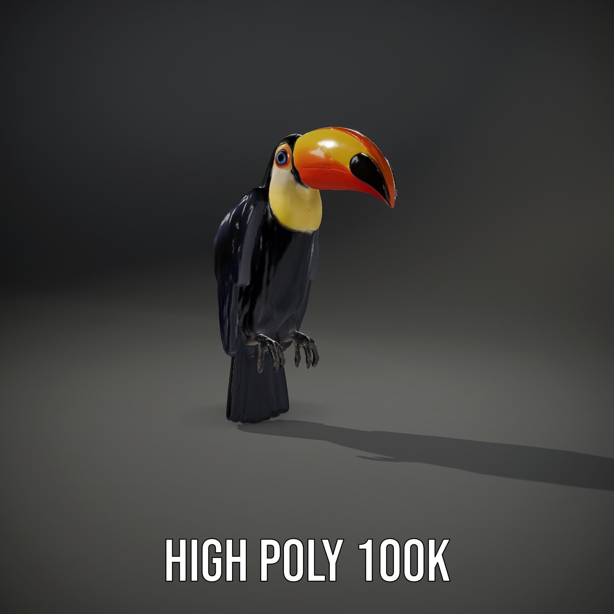 Tropical Toucan Bird D Model Pack Low-poly 3D model_15