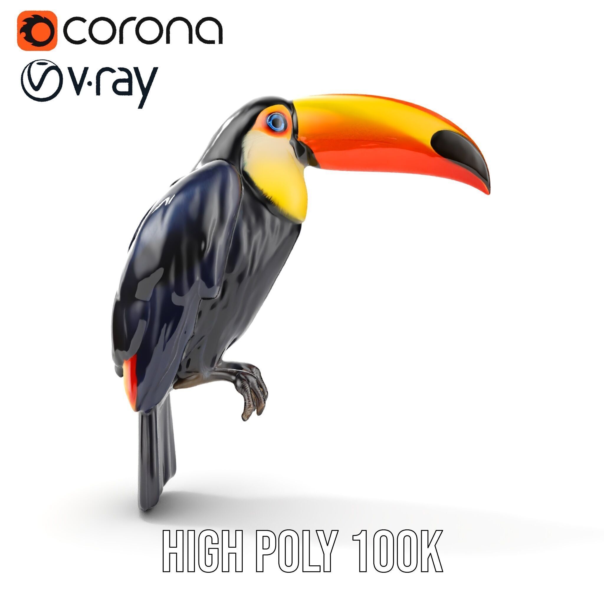 Tropical Toucan Bird D Model Pack Low-poly 3D model_25