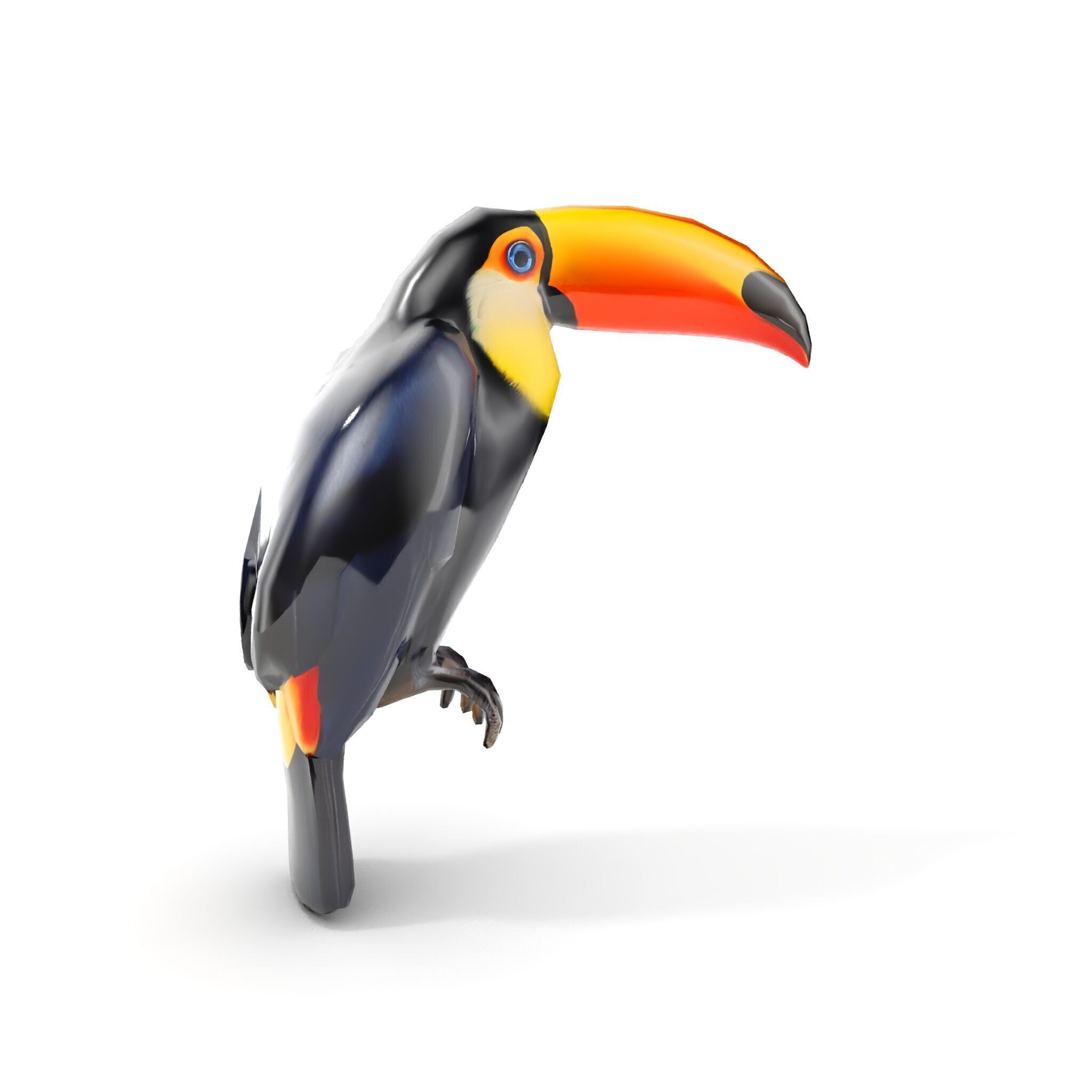 Tropical Toucan Bird D Model Pack Low-poly 3D model_19